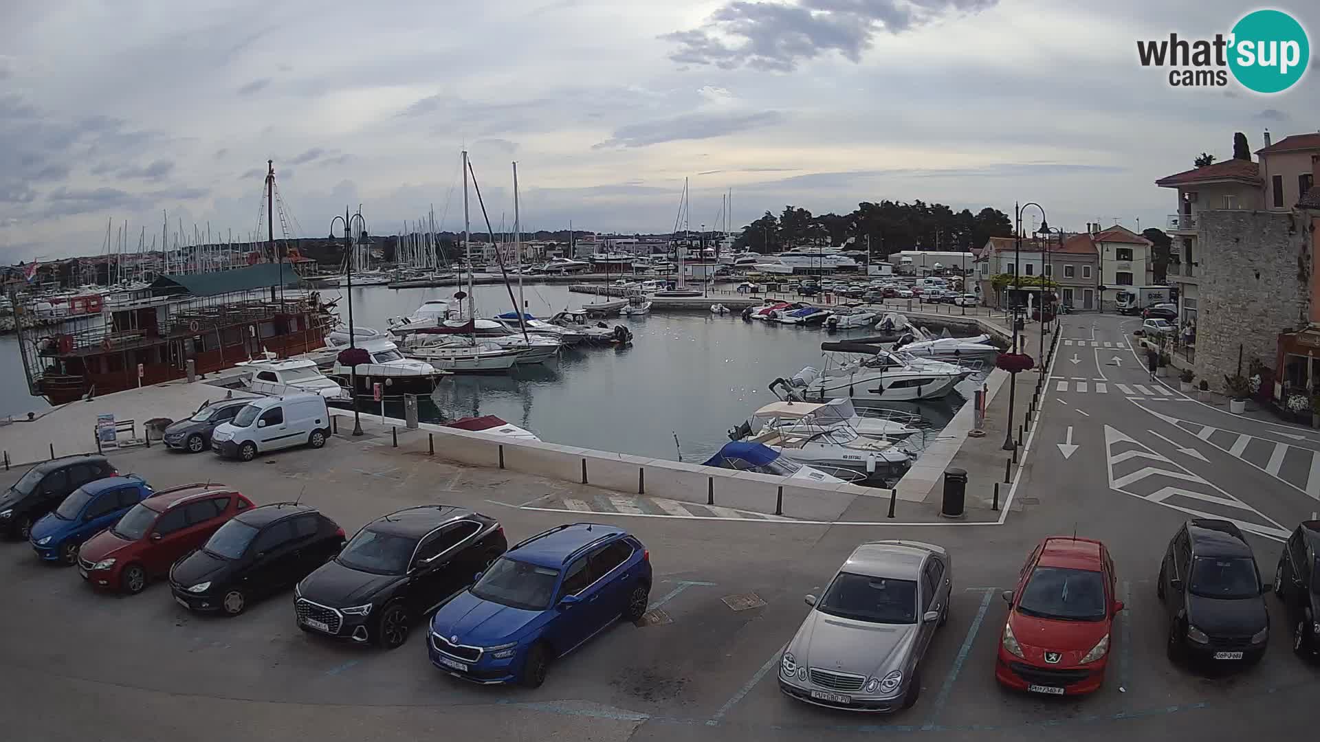 Novigrad | Porporela marina