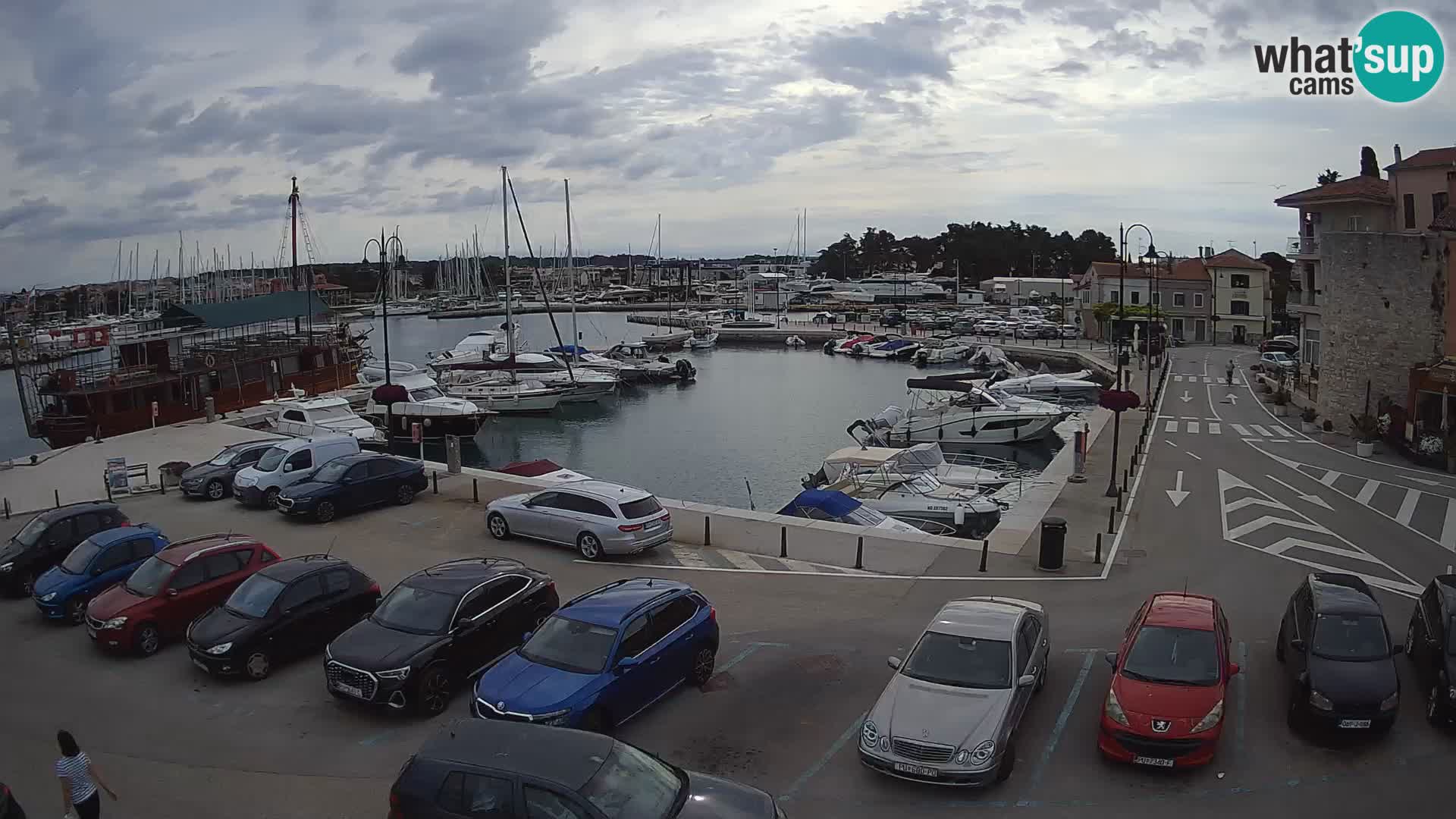 Novigrad | Porporela marina