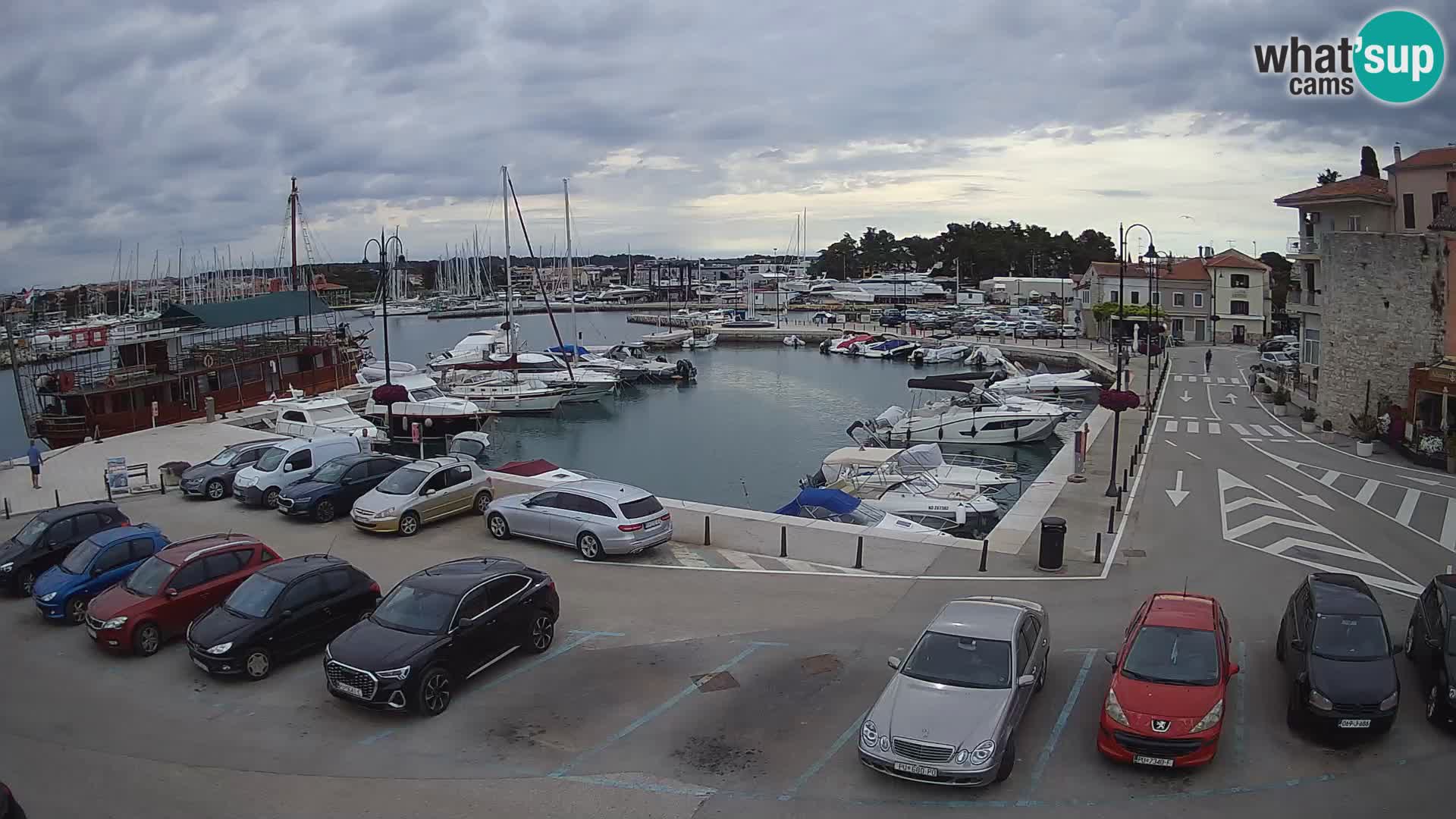 Novigrad | Porporela marina