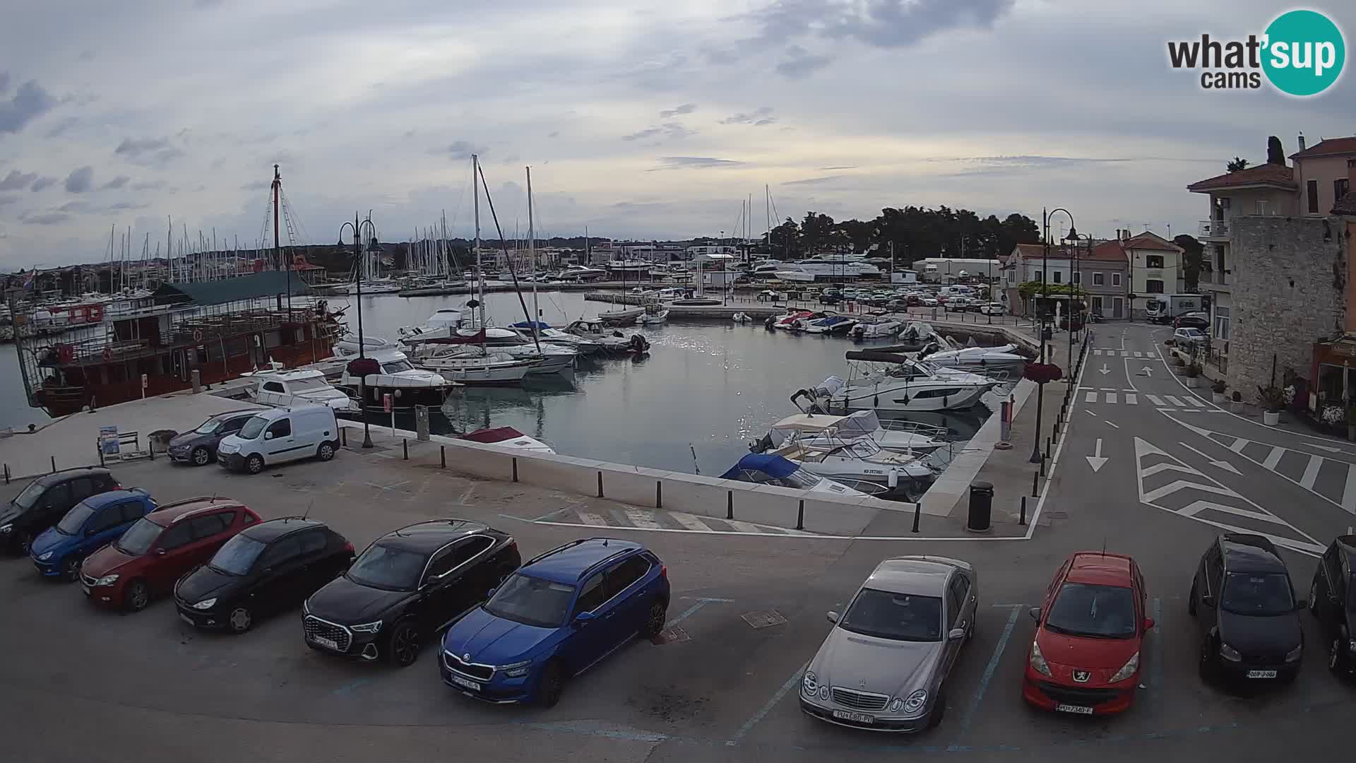 Novigrad | Porporela marina