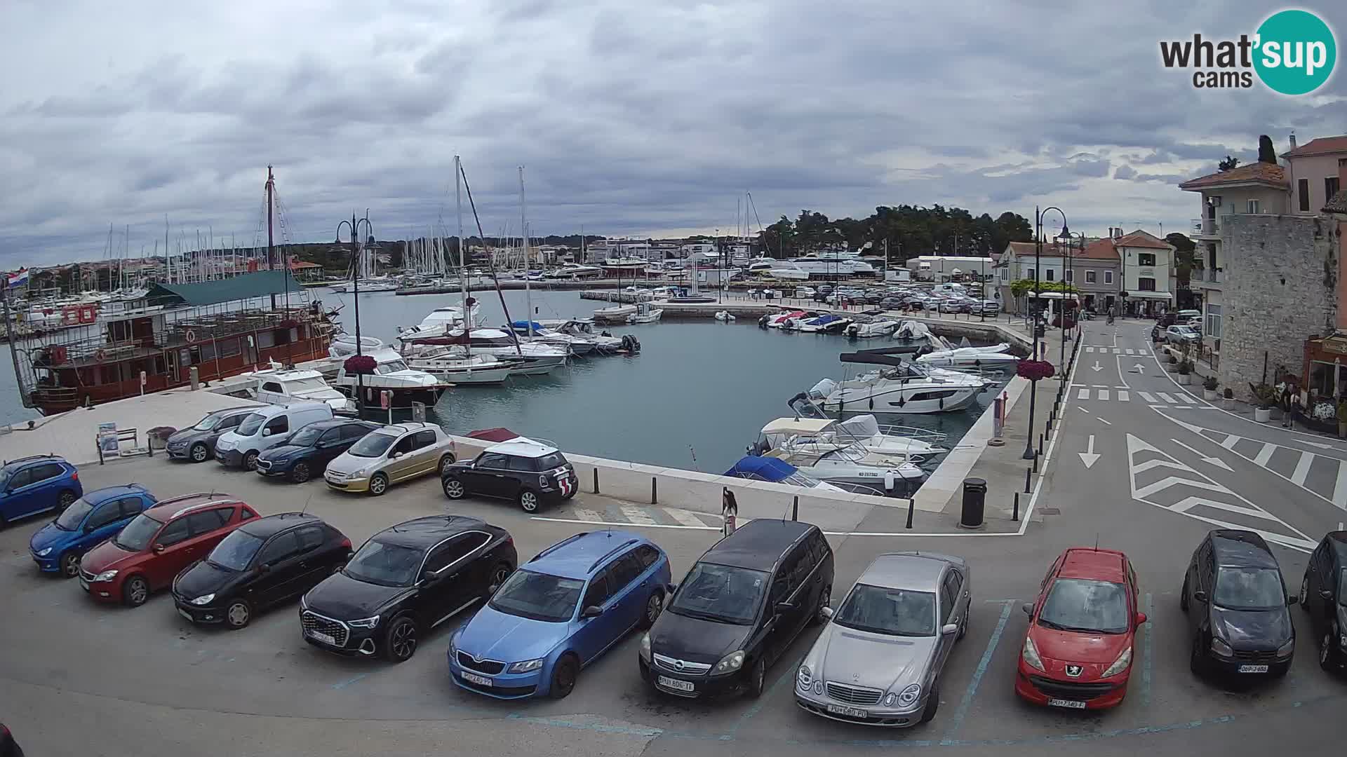 Novigrad | Porporela marina