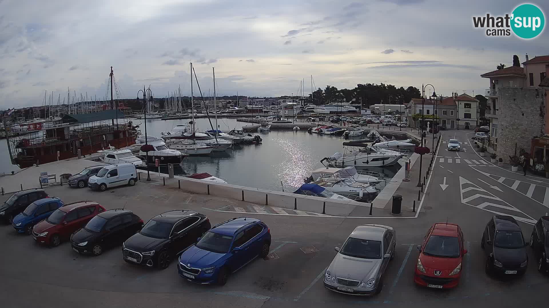 Novigrad | Porporela marina