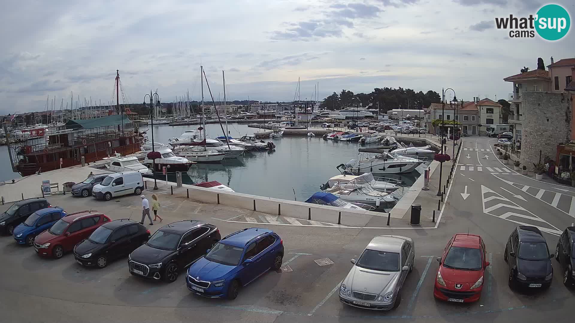 Novigrad | Porporela marina