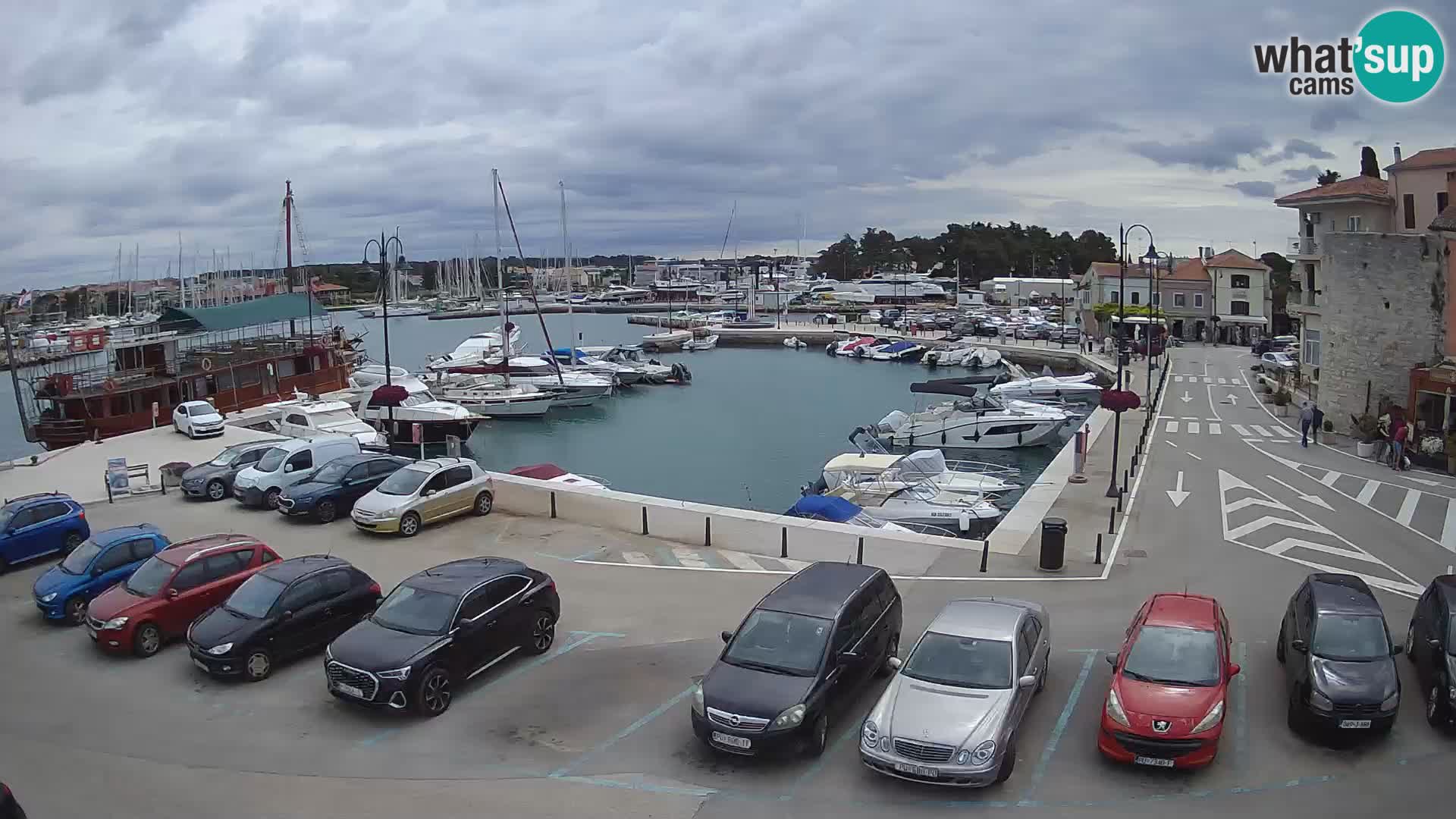 Novigrad | Porporela marina