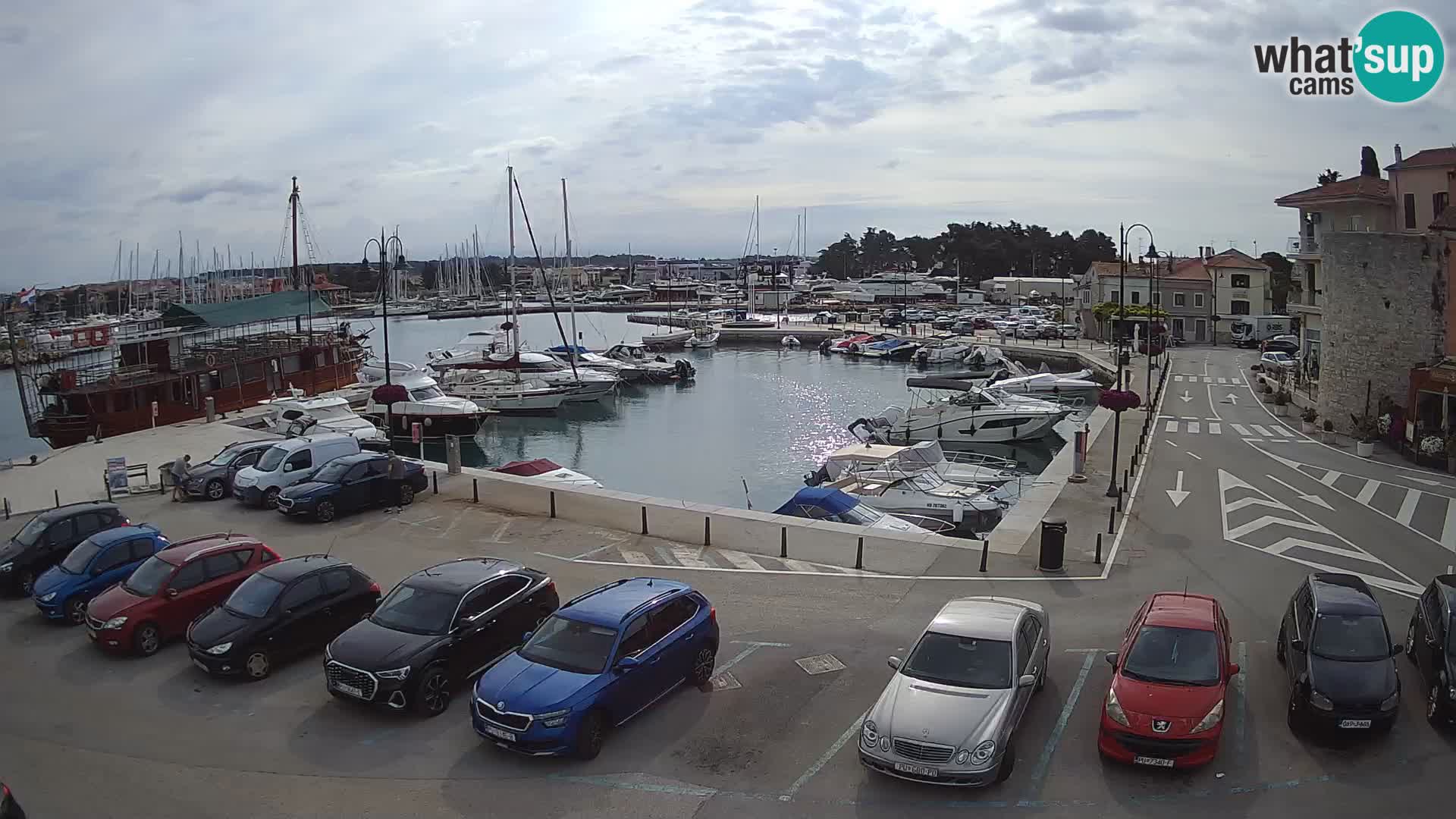 Novigrad | Porporela marina