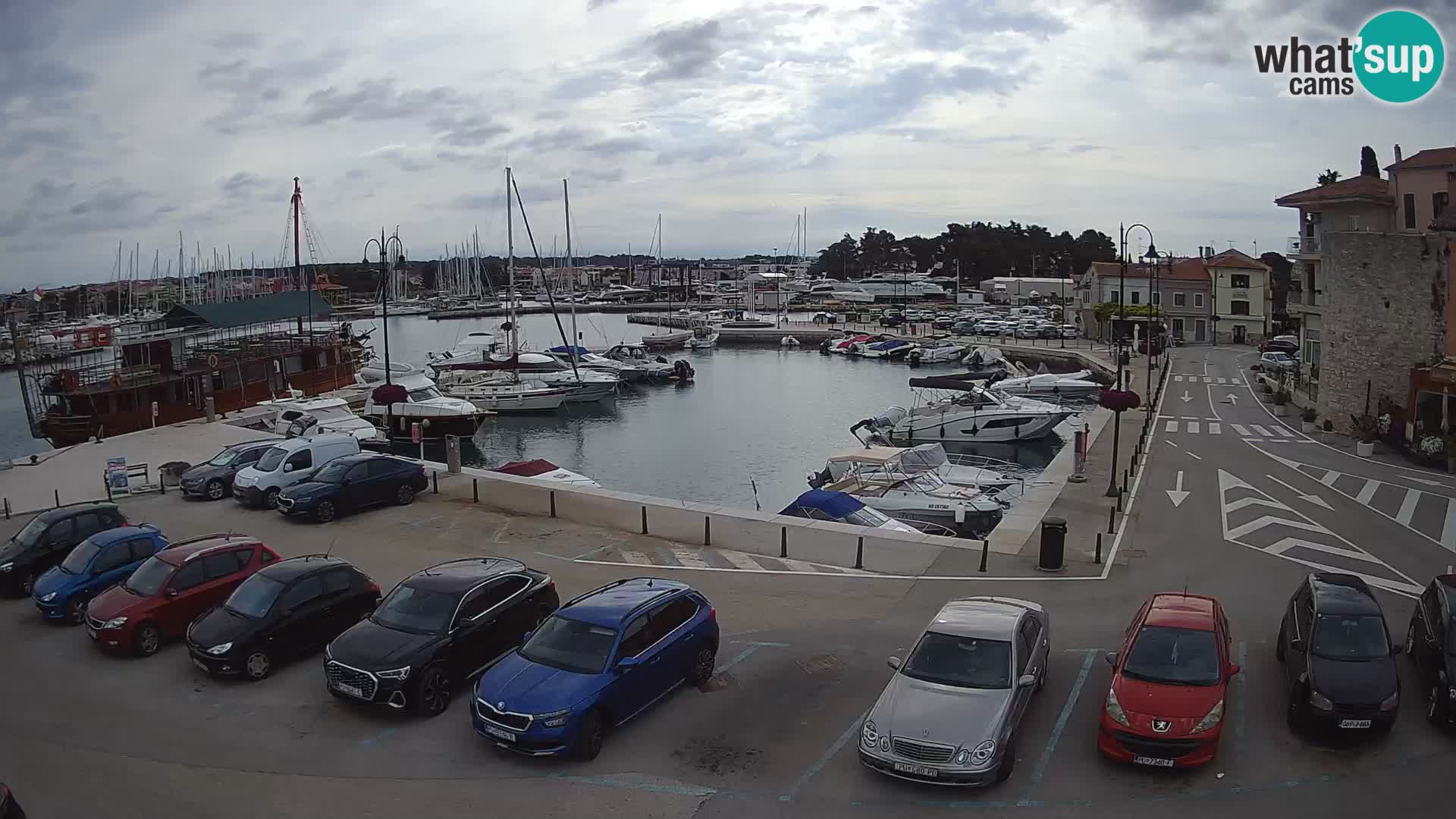 Novigrad | Porporela marina