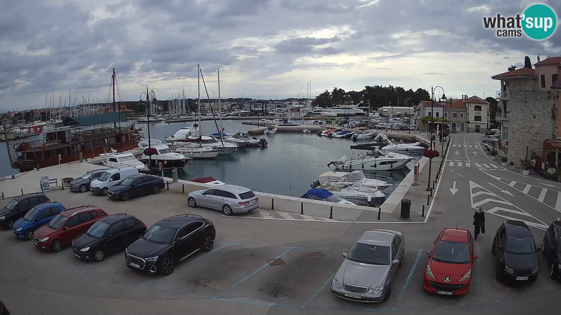 Novigrad | Porporela marina