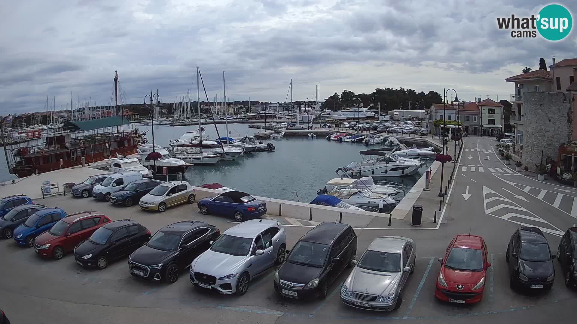 Novigrad | Porporela marina