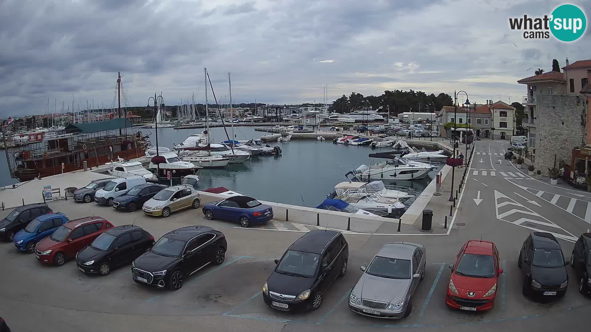 Novigrad | Porporela marina