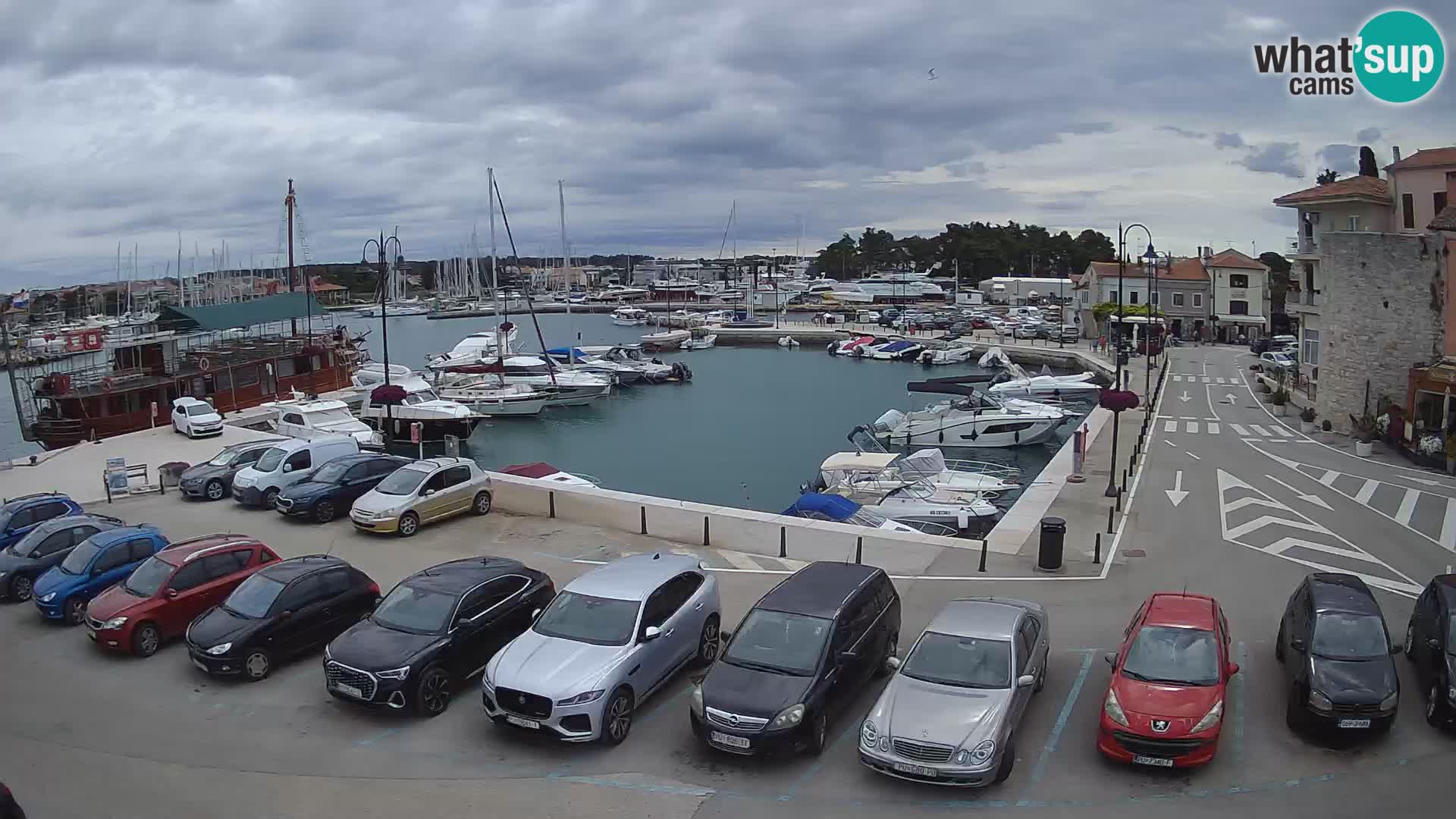 Novigrad | Porporela marina