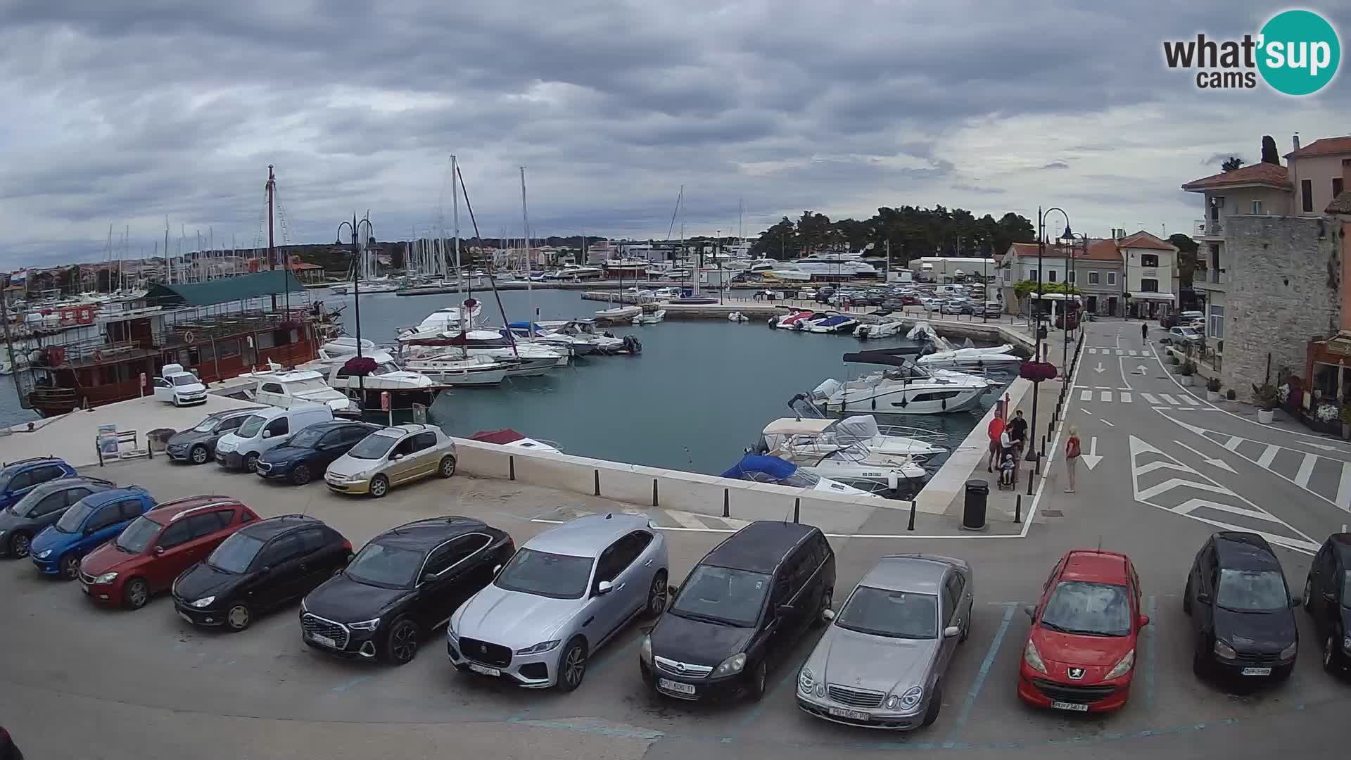 Novigrad | Porporela marina
