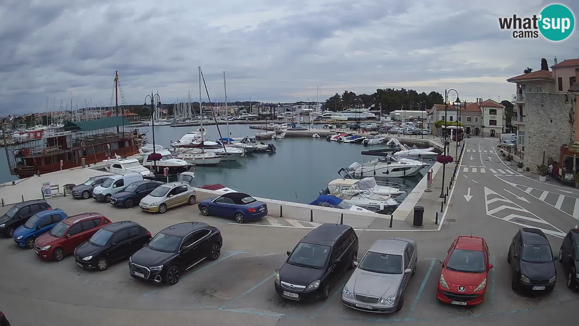 Novigrad | Porporela marina