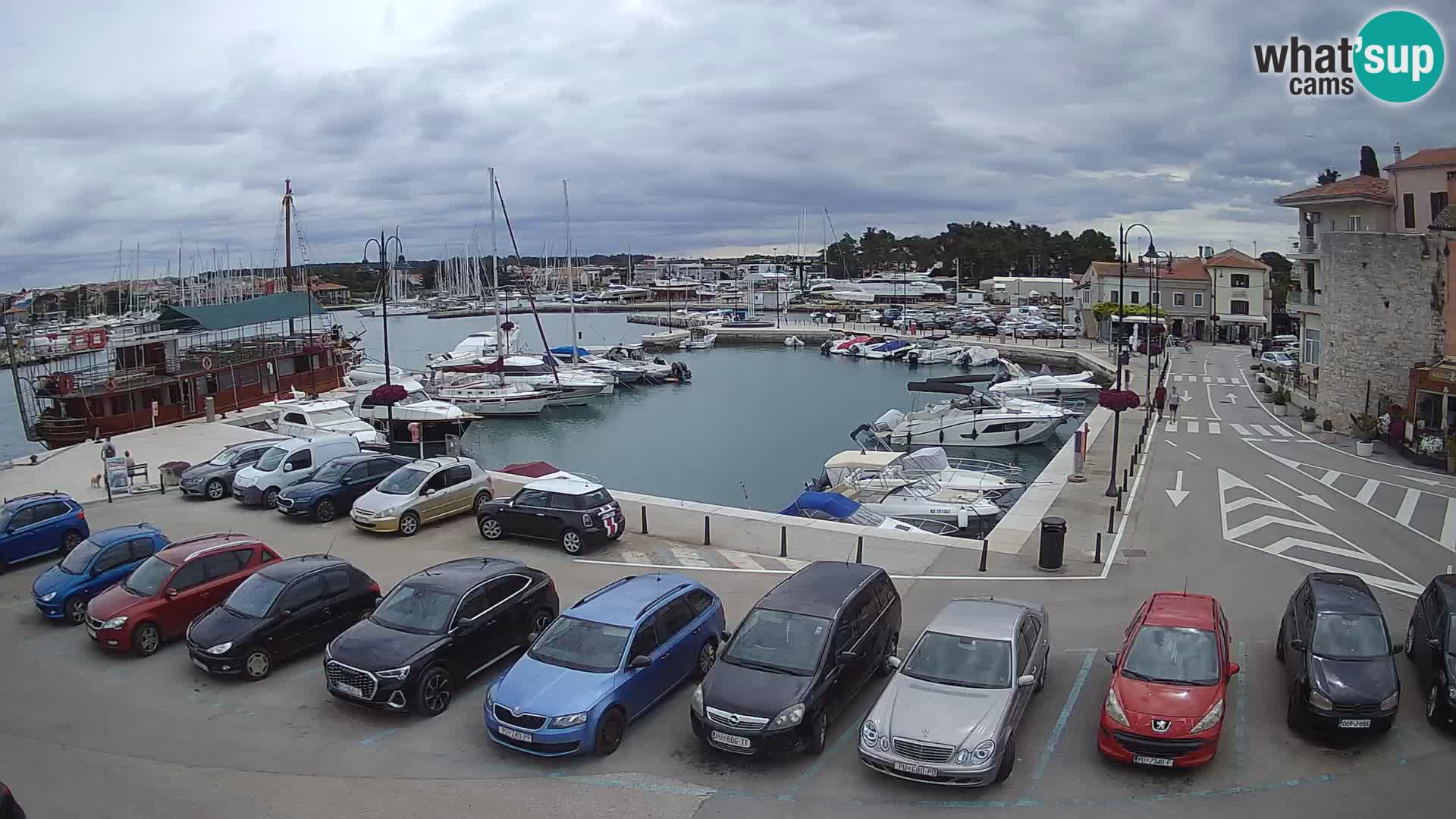 Novigrad | Porporela marina