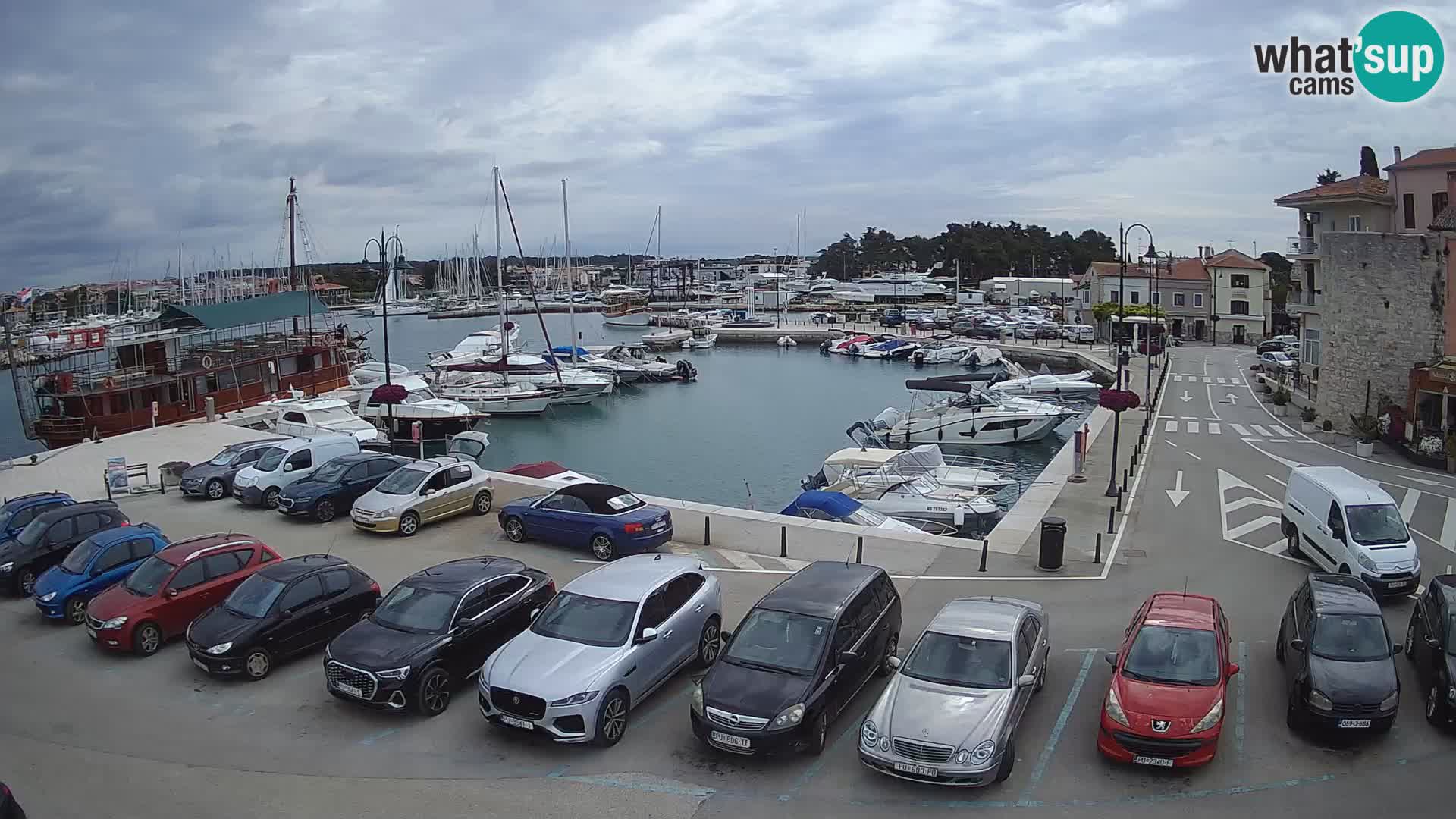 Novigrad | Porporela marina