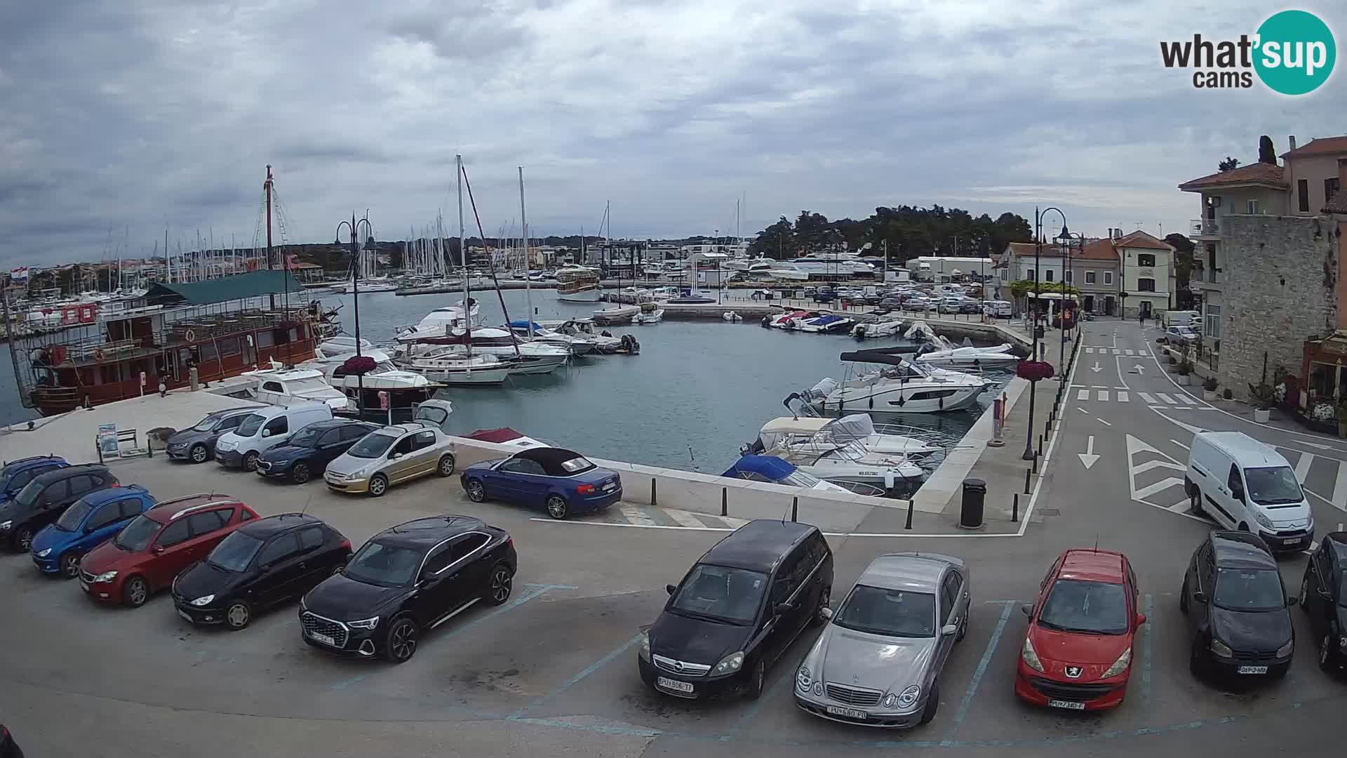 Novigrad | Porporela marina