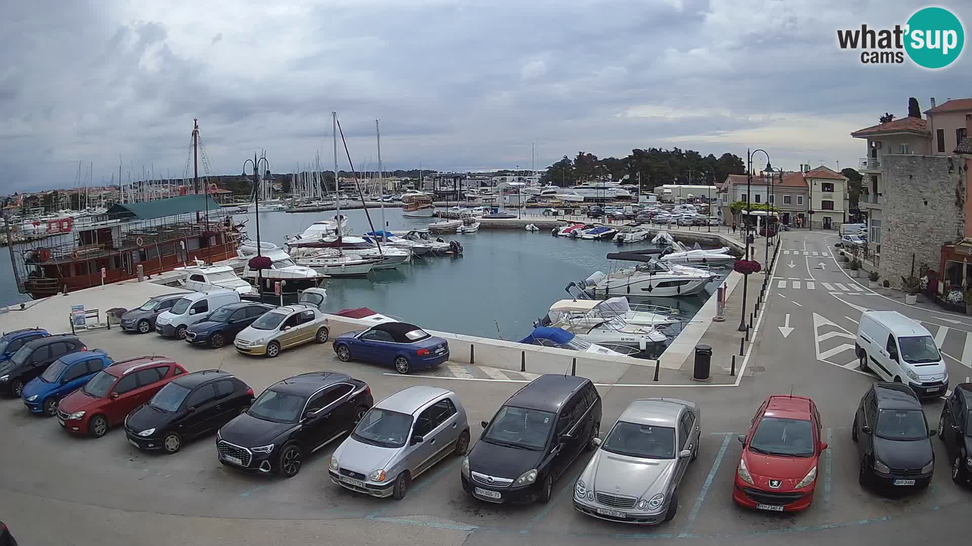 Novigrad | Porporela marina