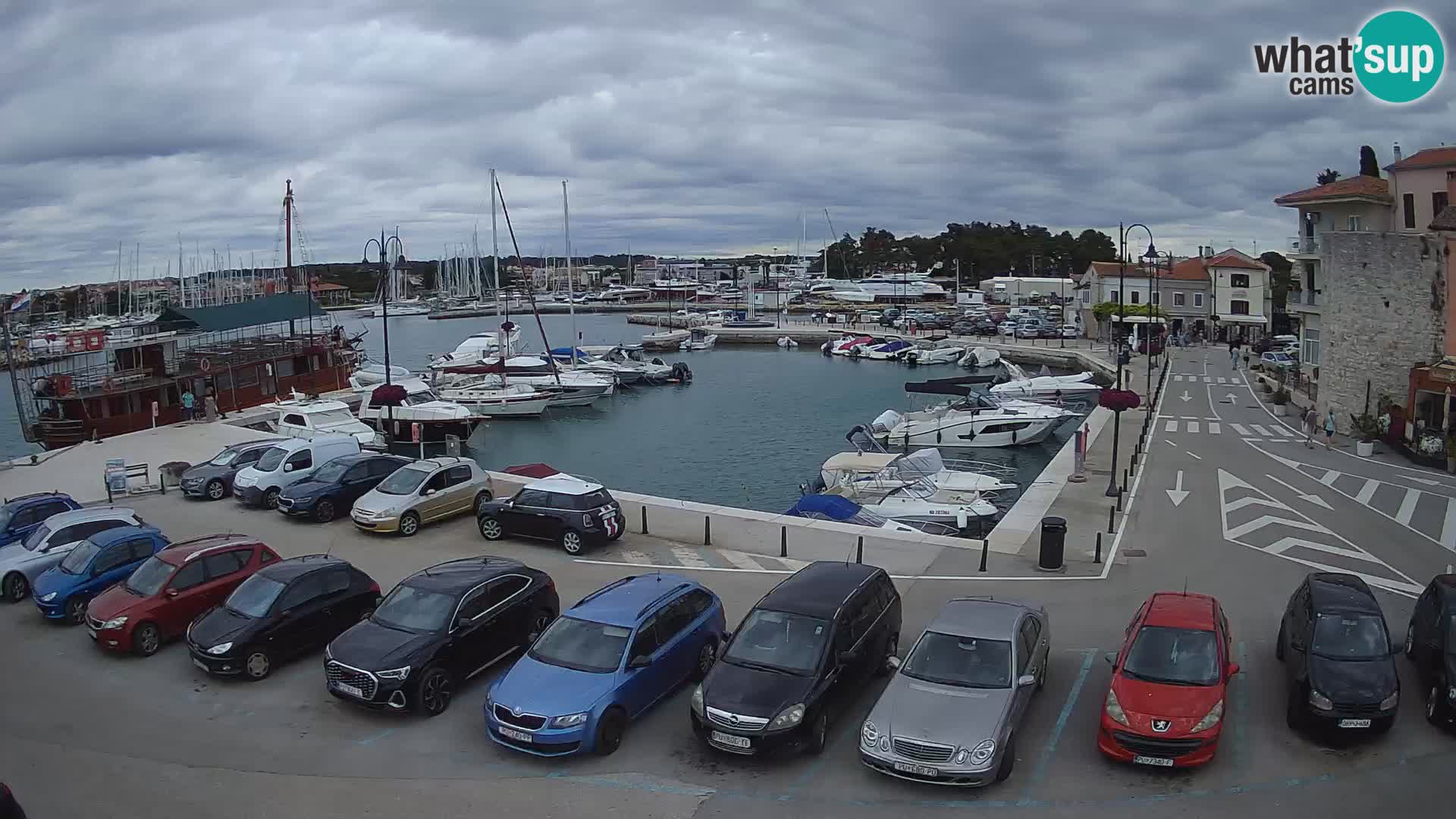 Novigrad | Porporela marina