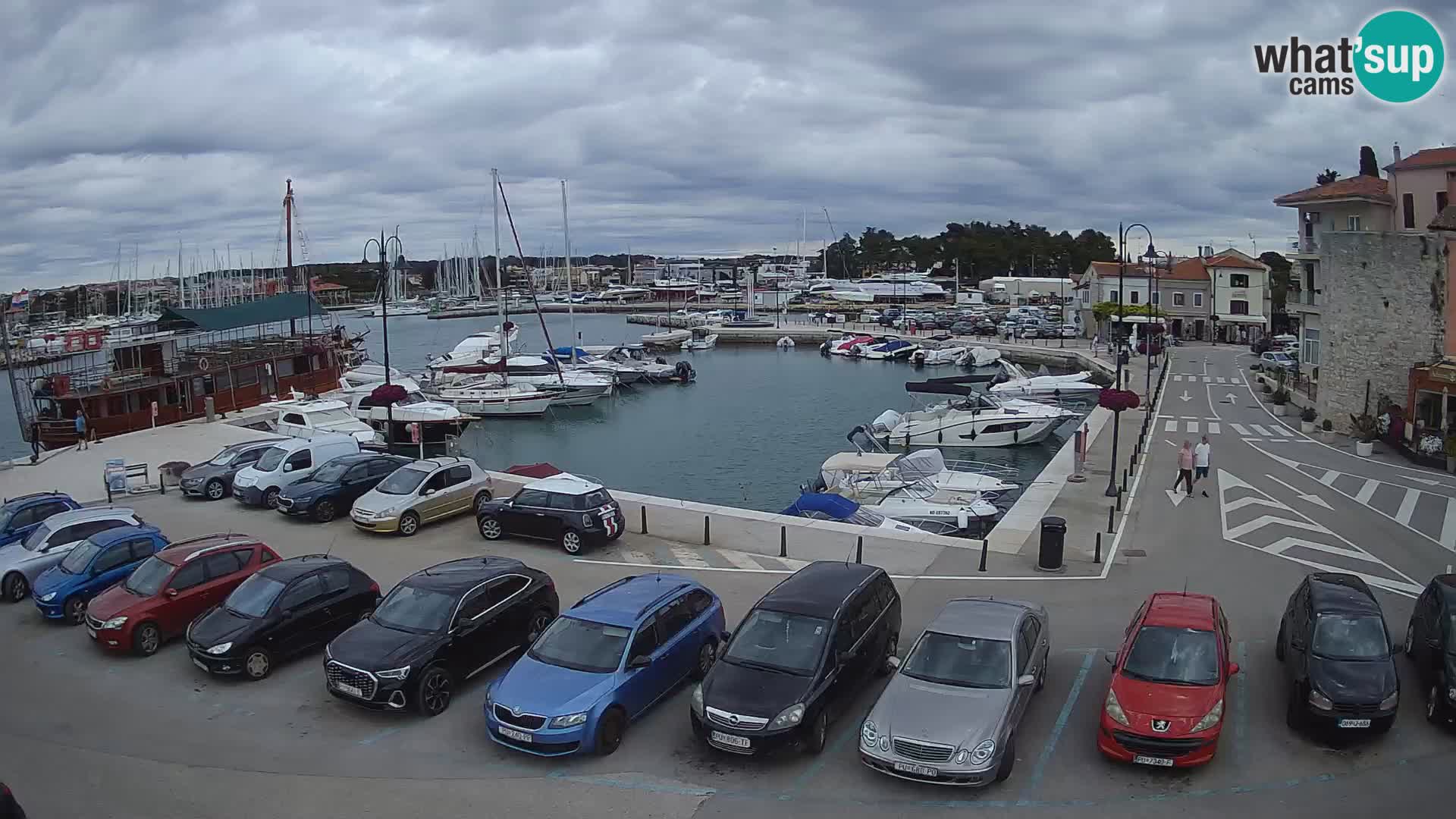 Novigrad | Porporela marina