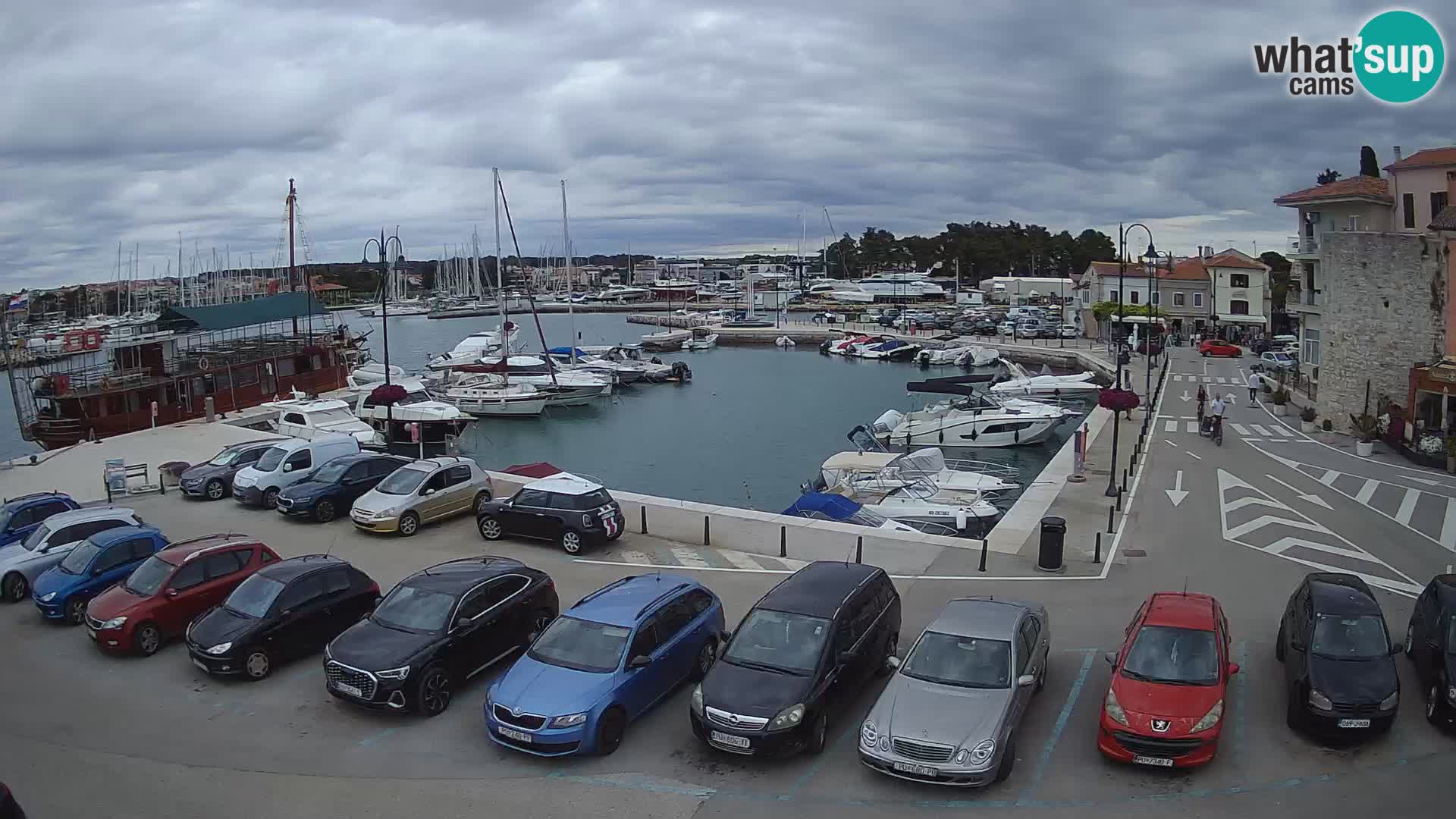 Novigrad | Porporela marina