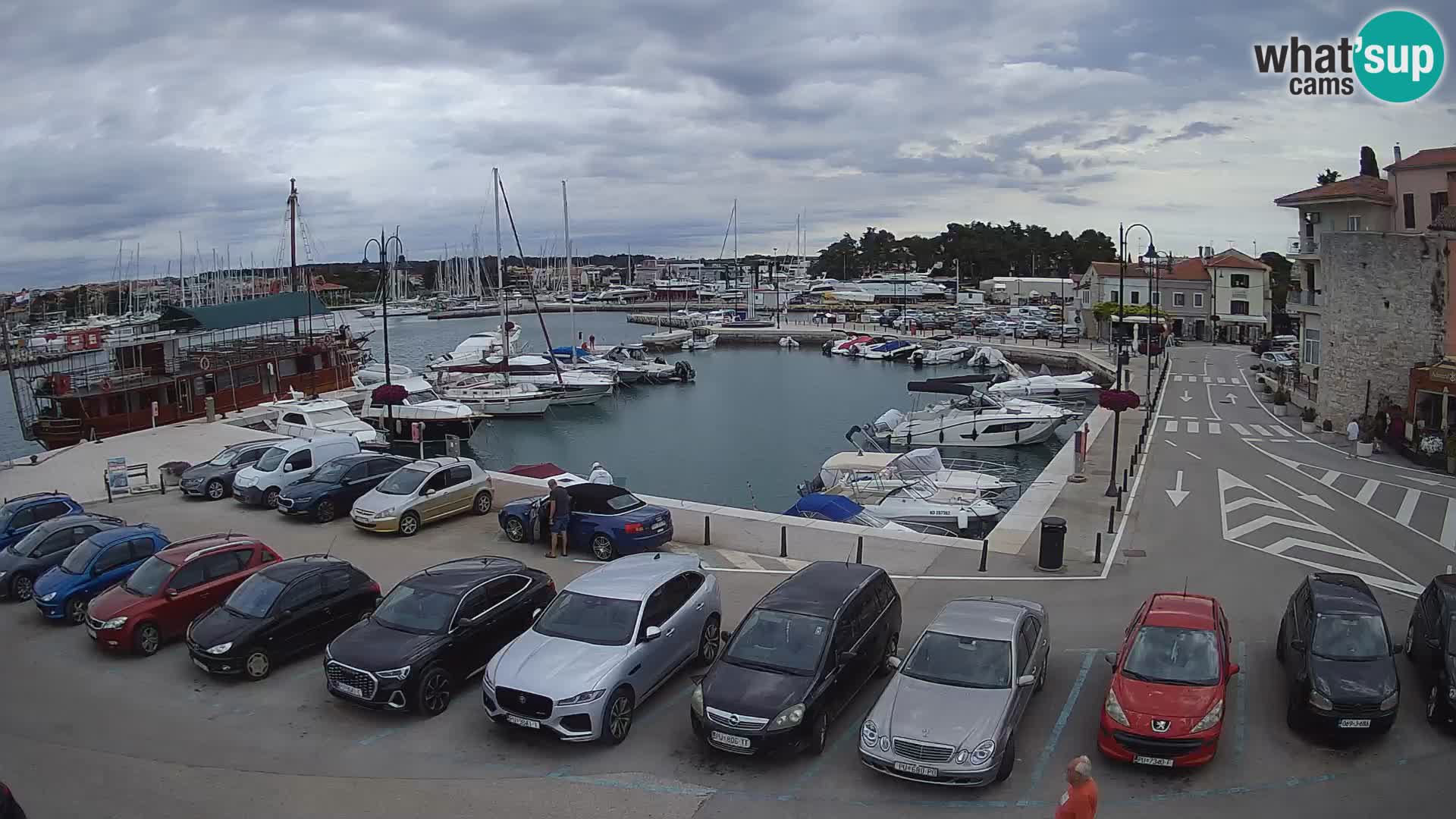Novigrad | Porporela marina