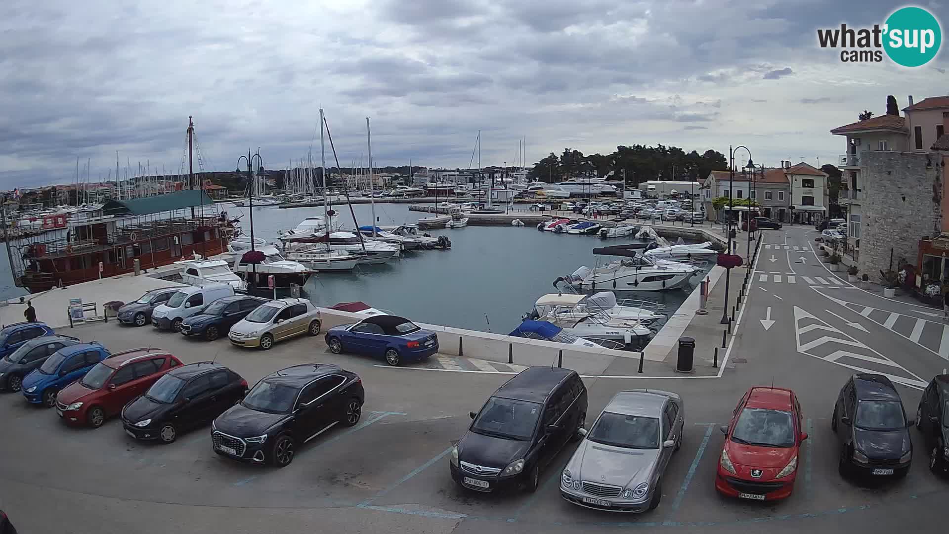 Novigrad | Porporela marina