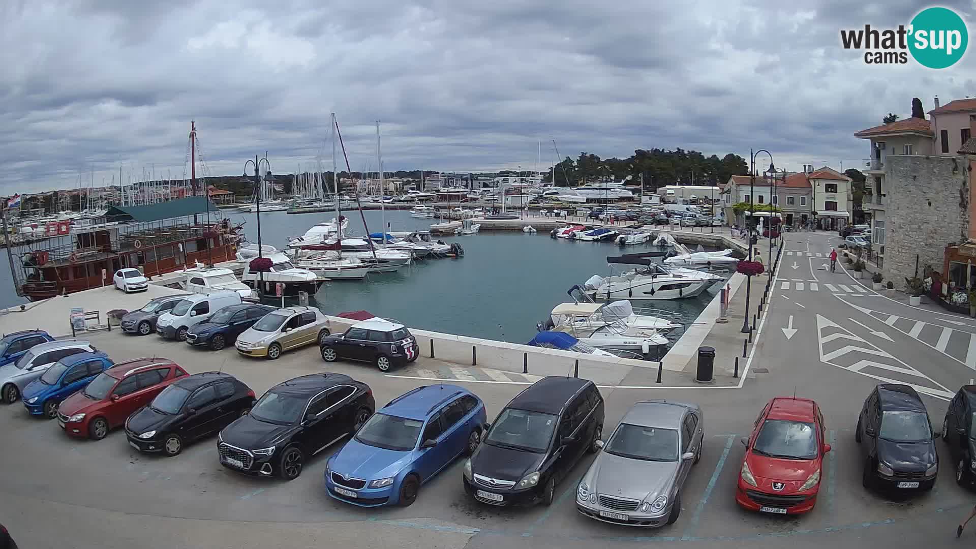 Novigrad | Porporela marina