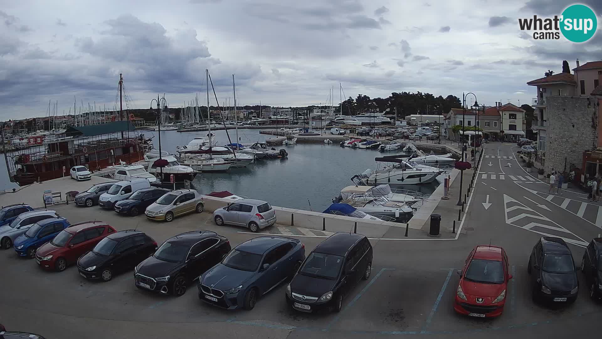 Novigrad | Porporela marina