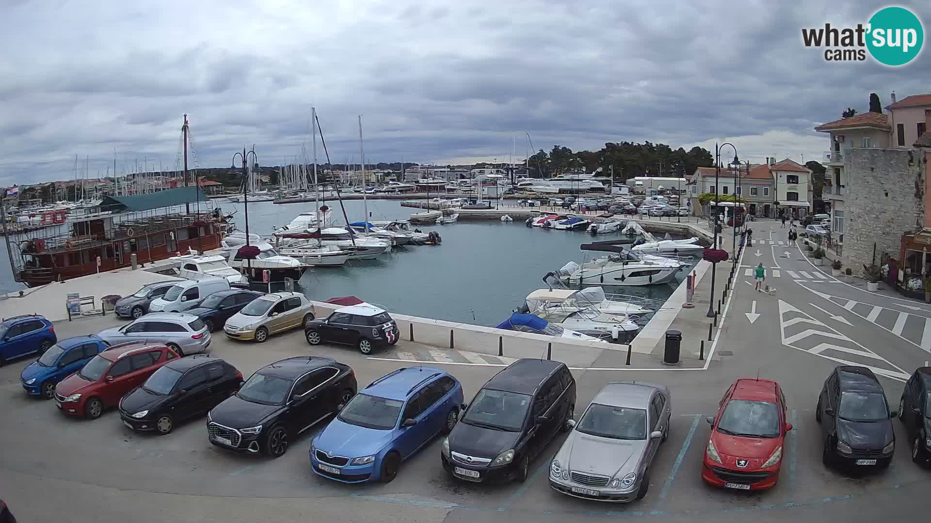 Novigrad | Porporela marina