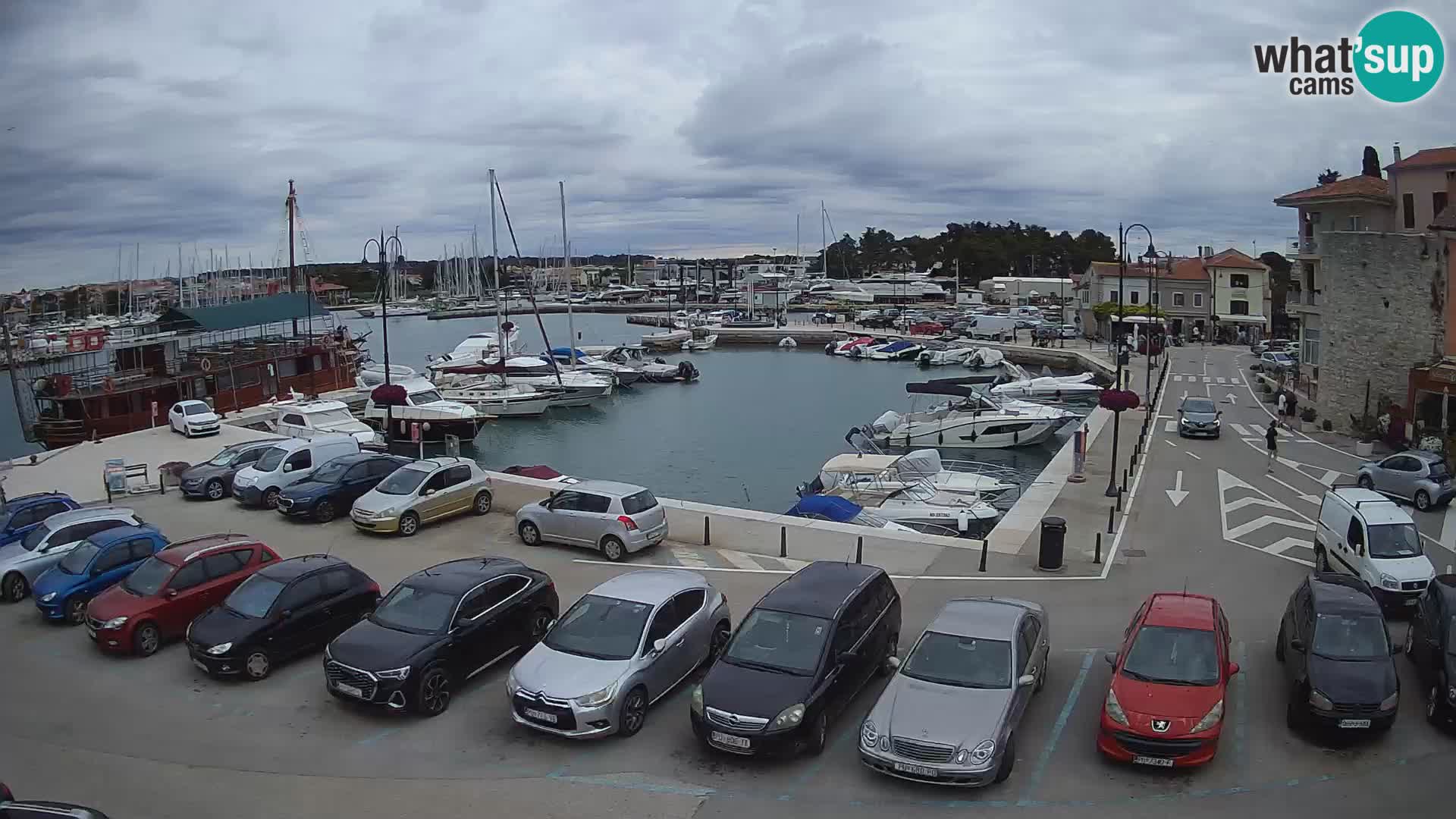 Novigrad | Porporela marina