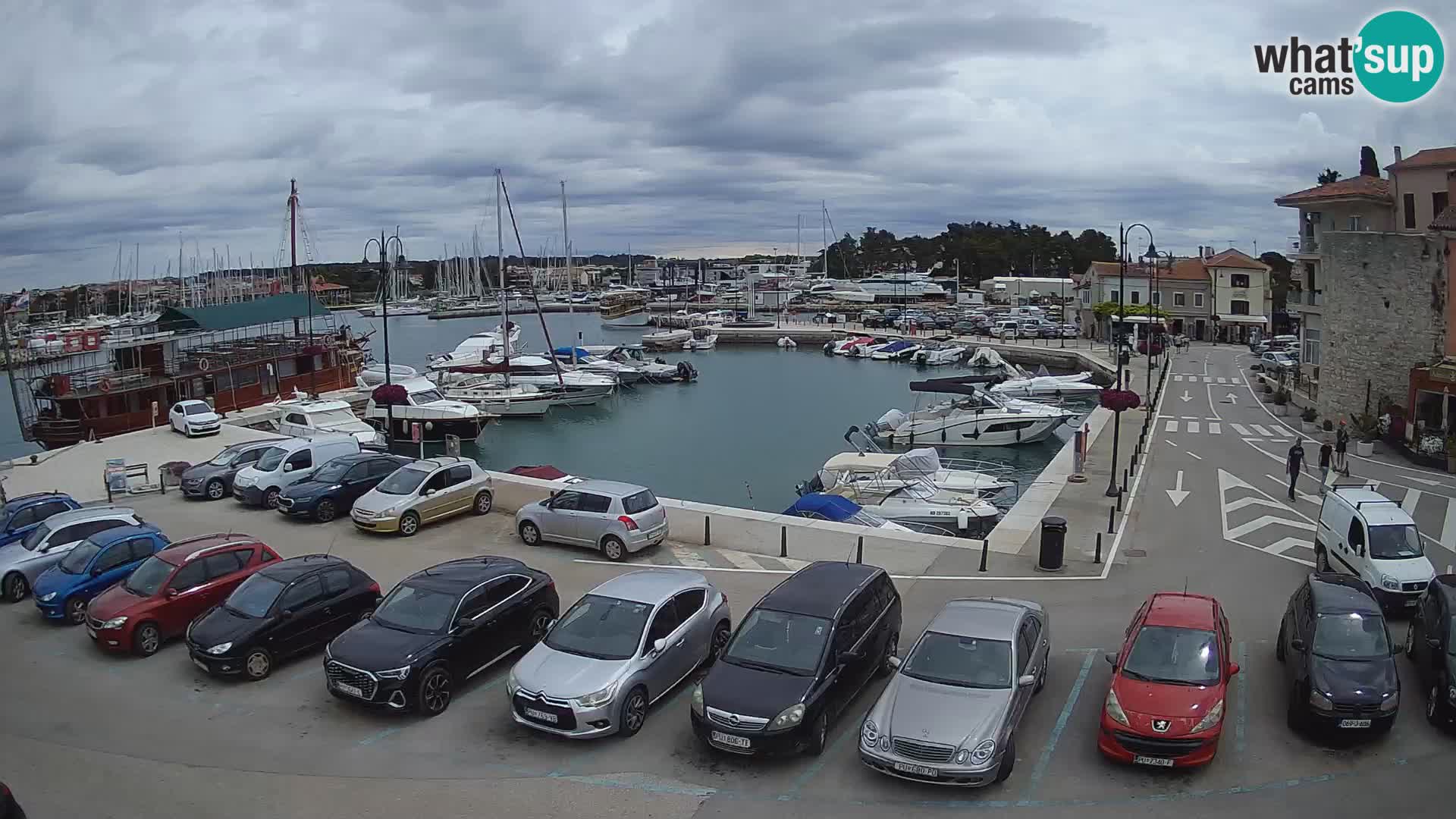 Novigrad | Porporela marina