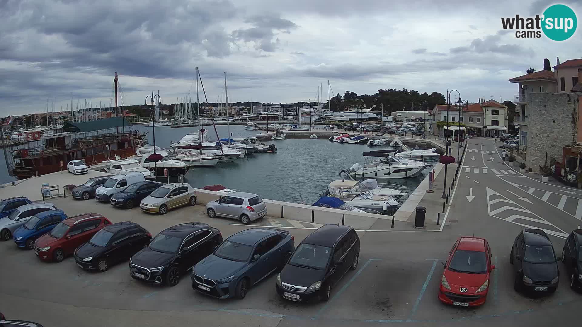 Novigrad | Porporela marina