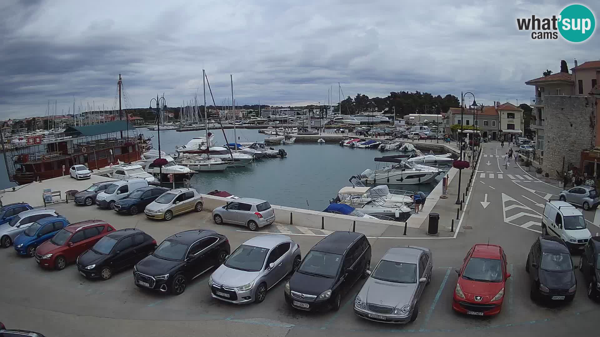 Novigrad | Porporela marina