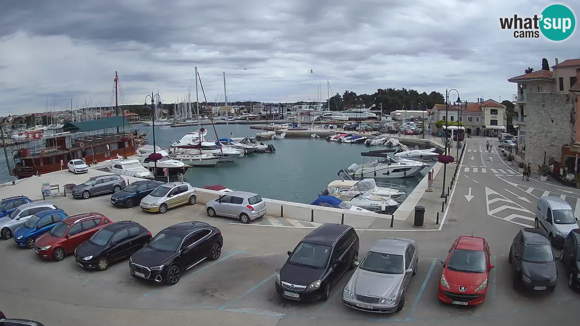 Novigrad | Porporela marina