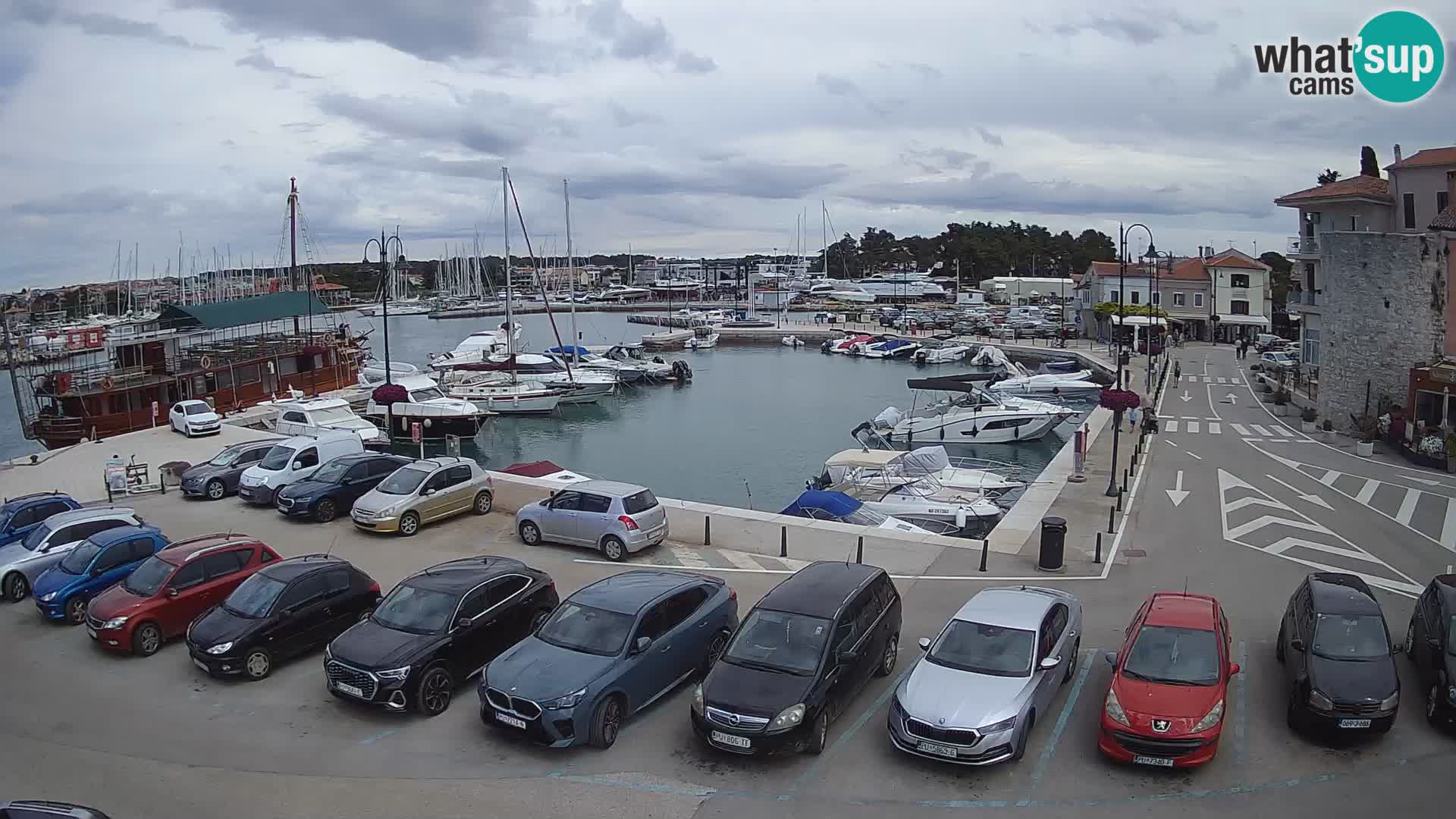 Novigrad | Porporela marina
