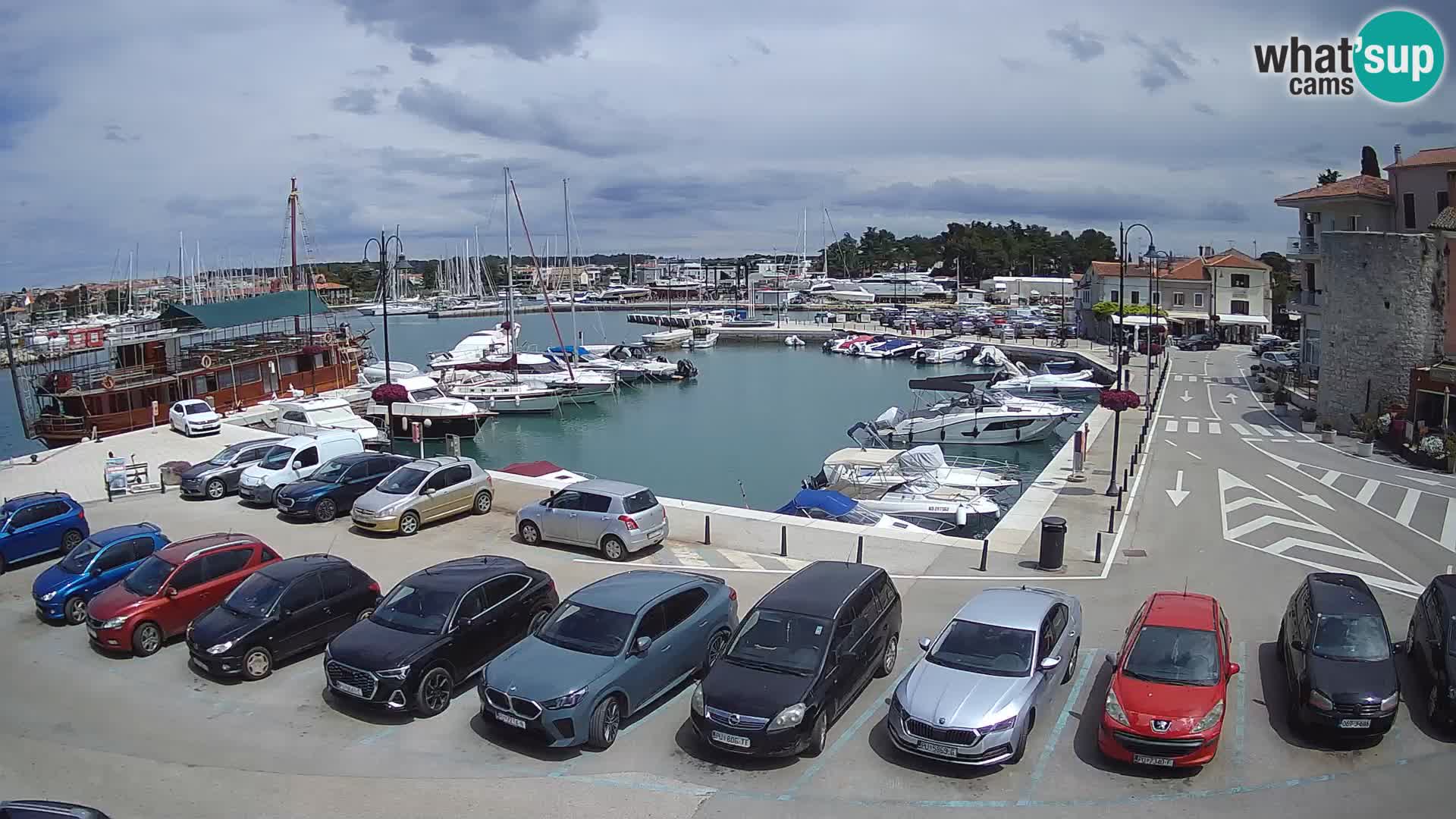 Novigrad | Porporela marina