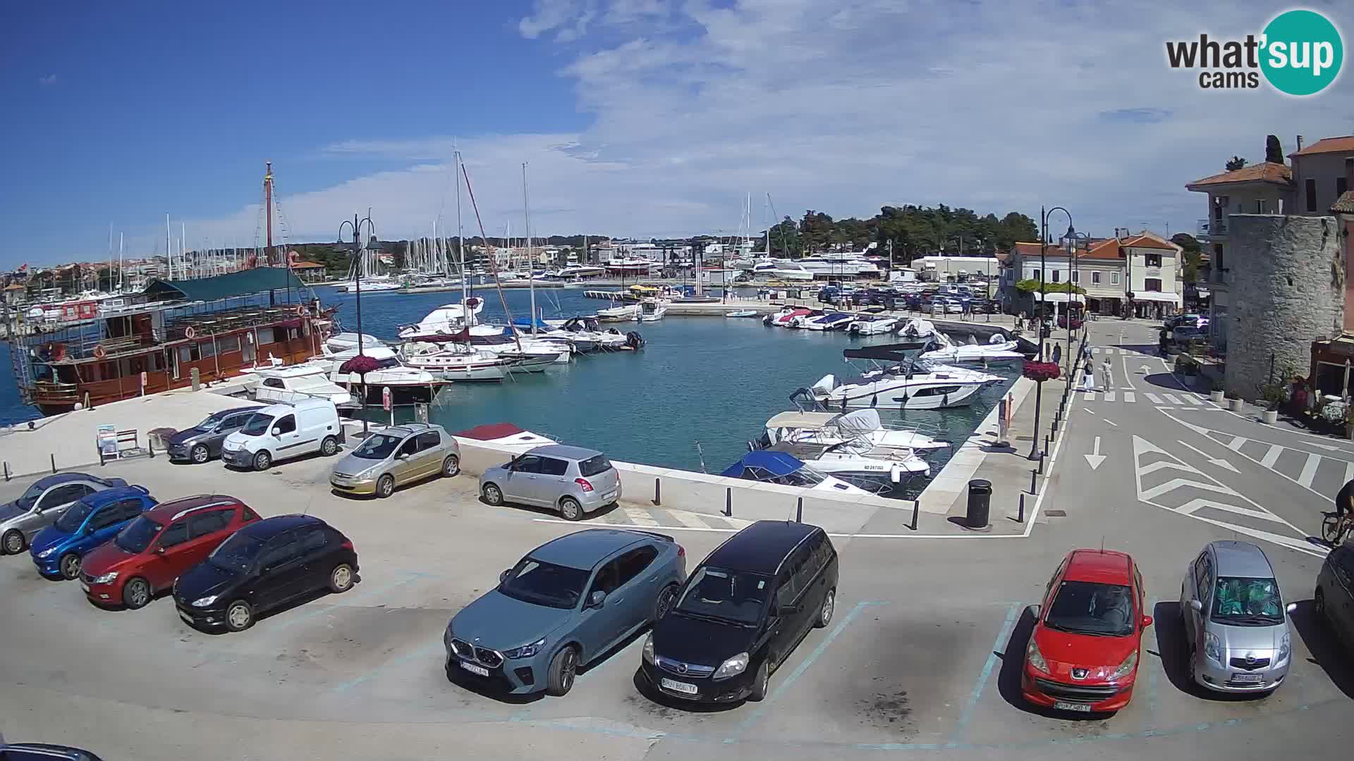 Novigrad | Porporela marina