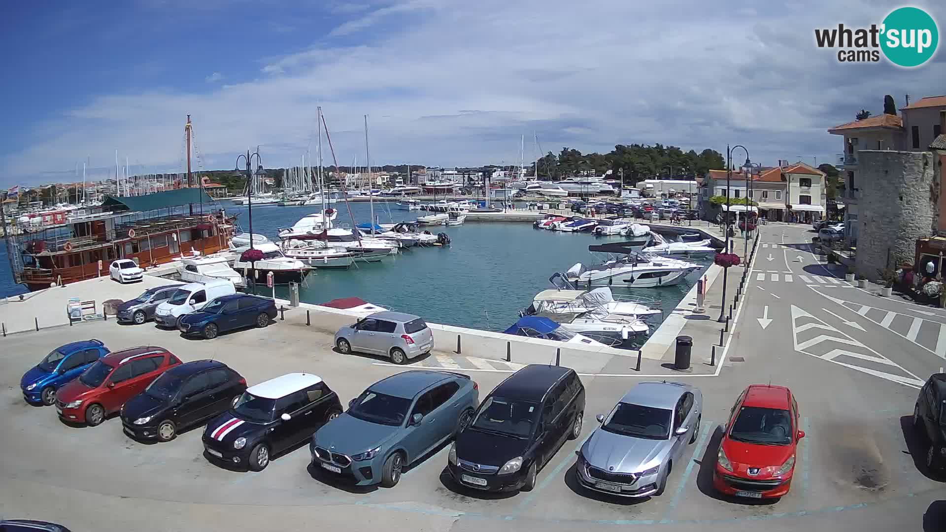 Novigrad | Porporela marina