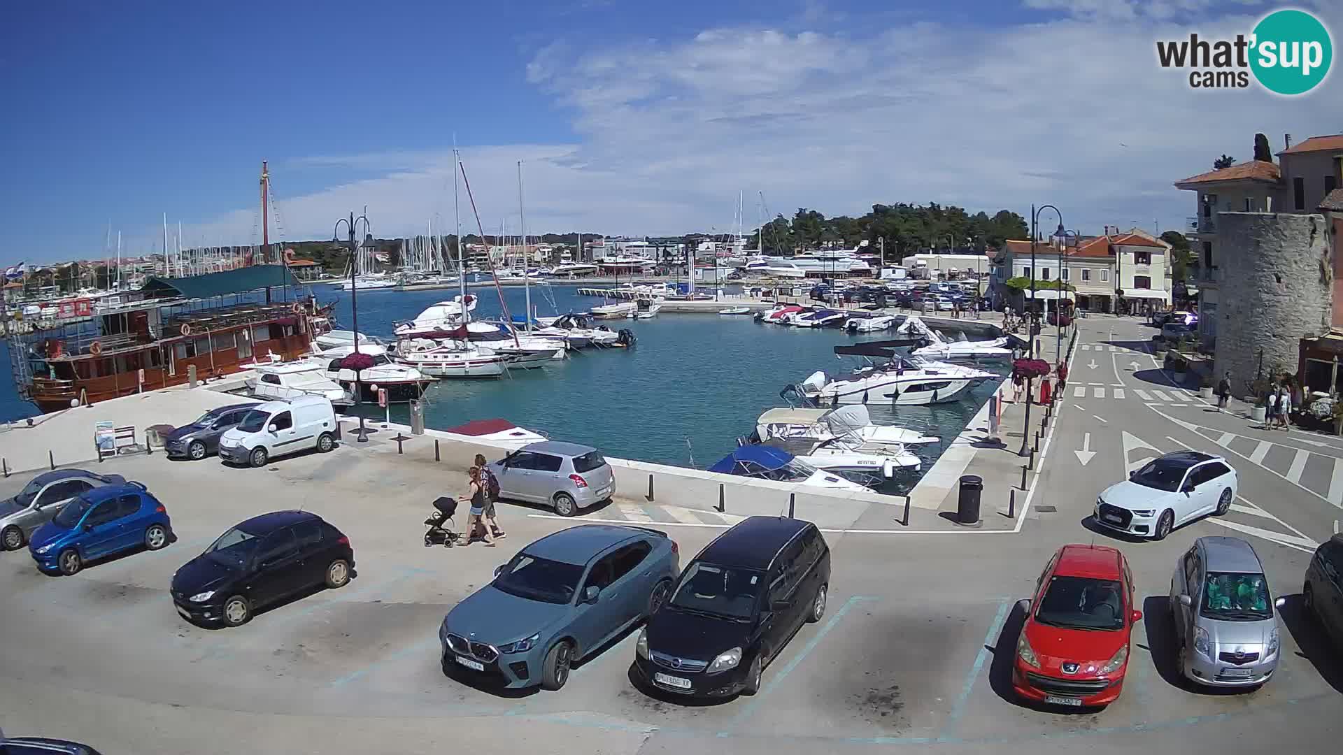 Novigrad | Porporela marina