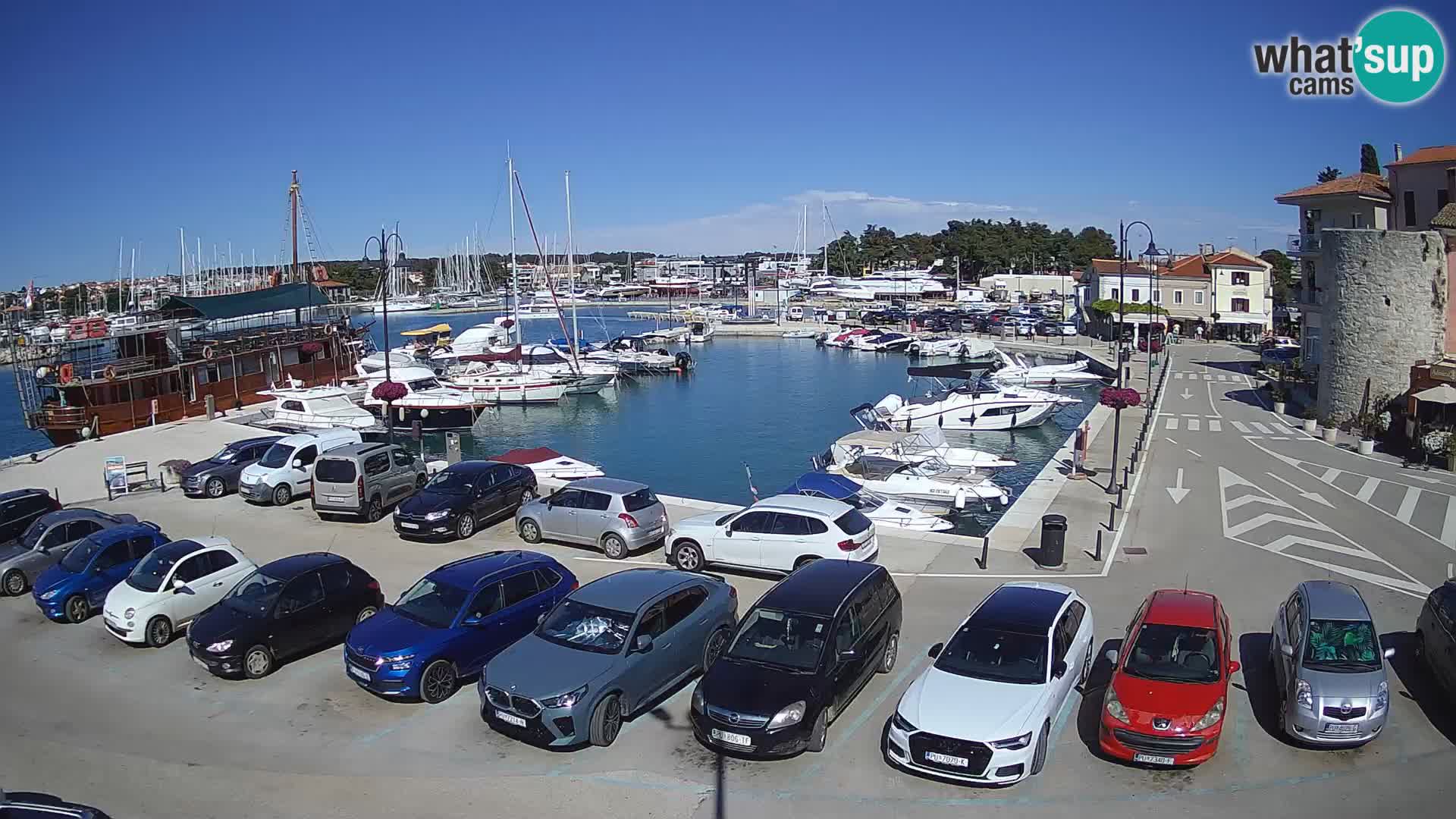 Novigrad | Porporela marina