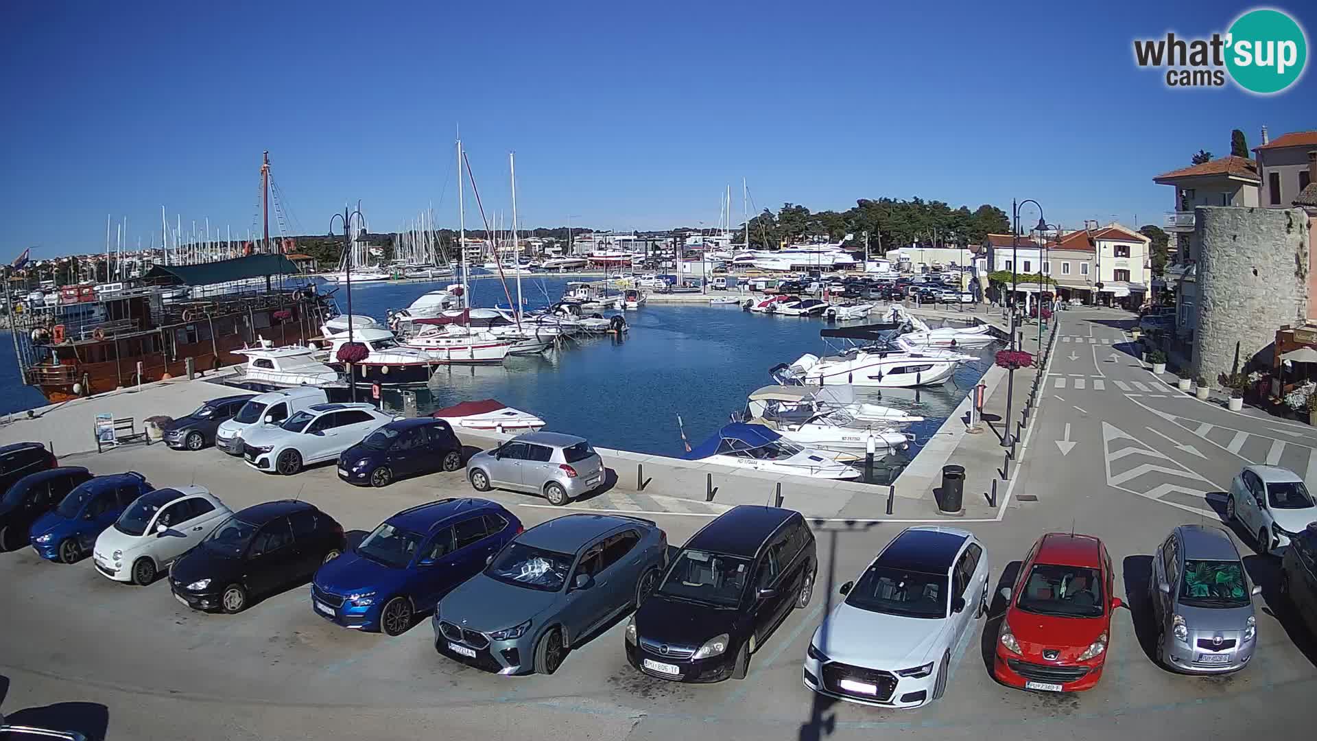 Novigrad | Porporela marina