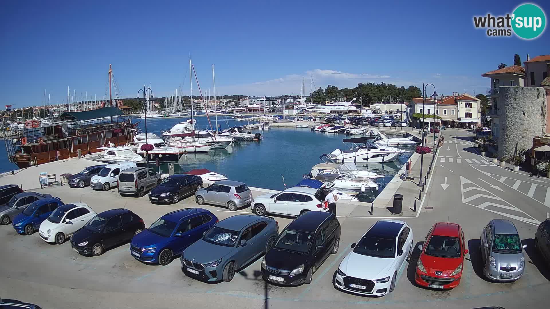 Novigrad | Porporela marina