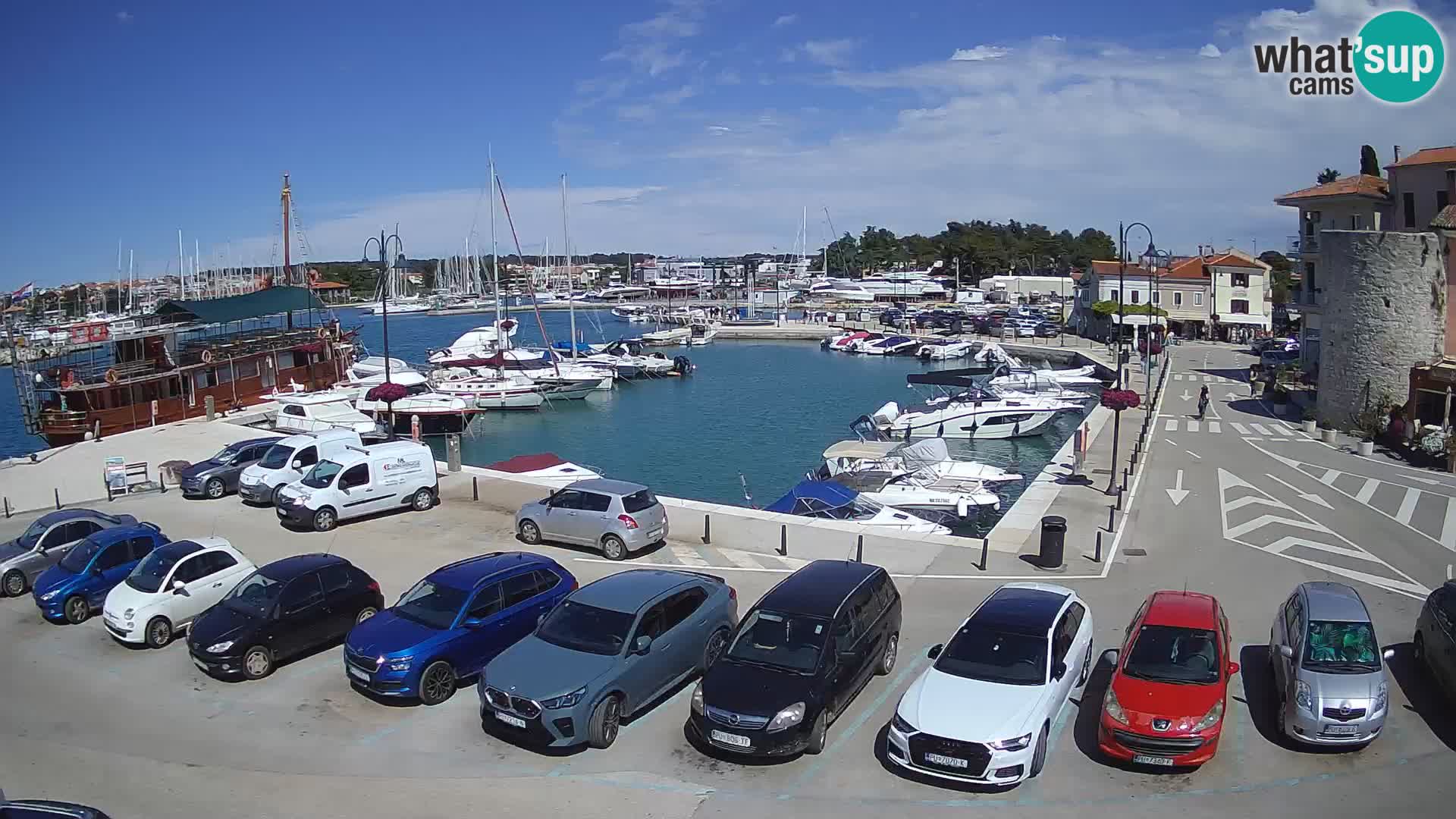 Novigrad | Porporela marina