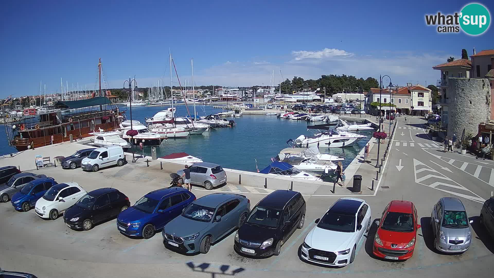 Novigrad | Porporela marina