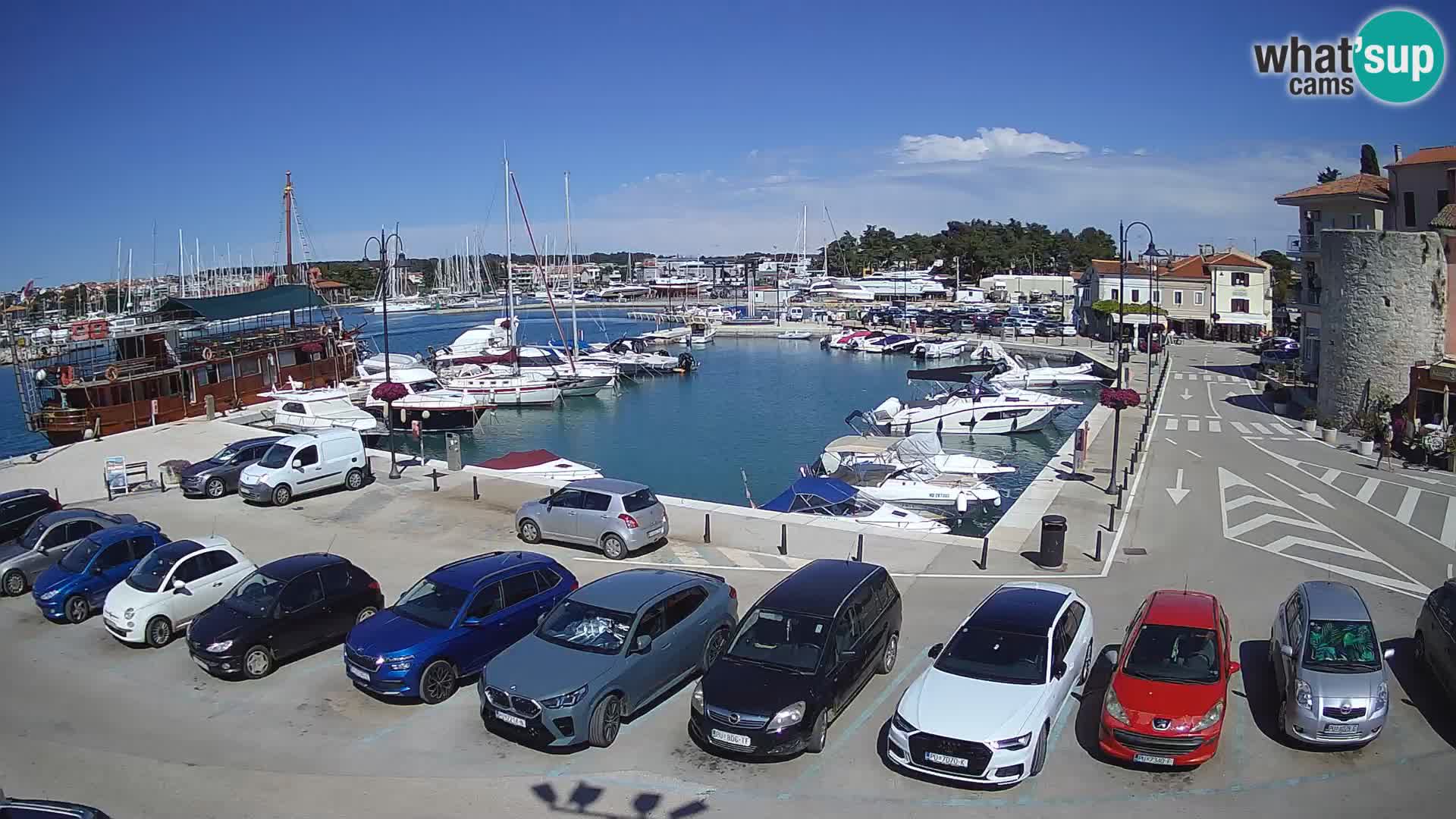 Novigrad | Porporela marina