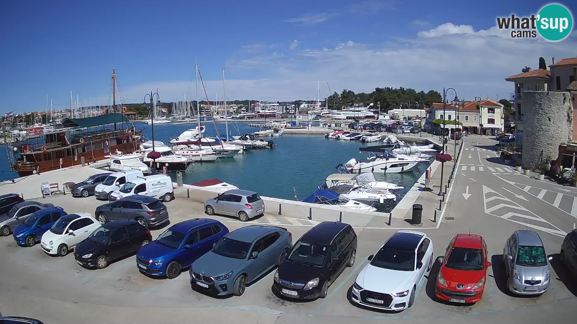 Novigrad | Porporela marina