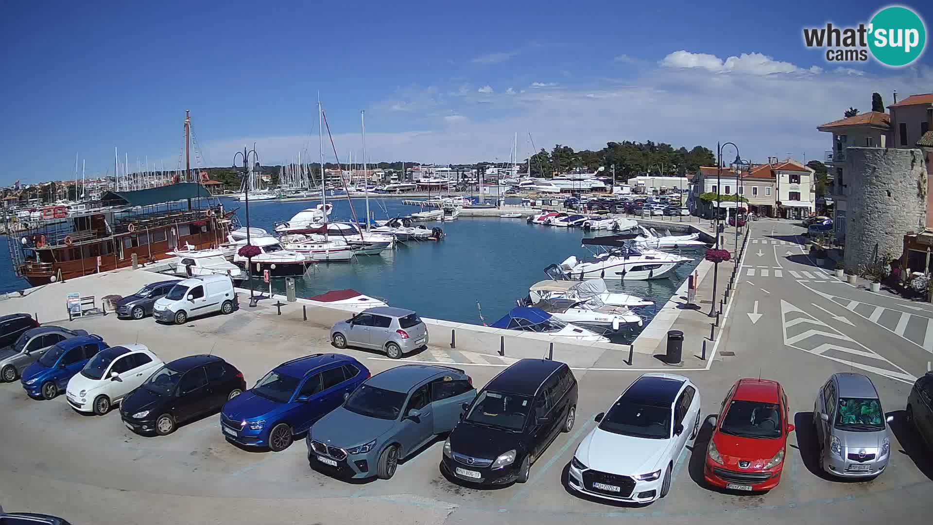 Novigrad | Porporela marina