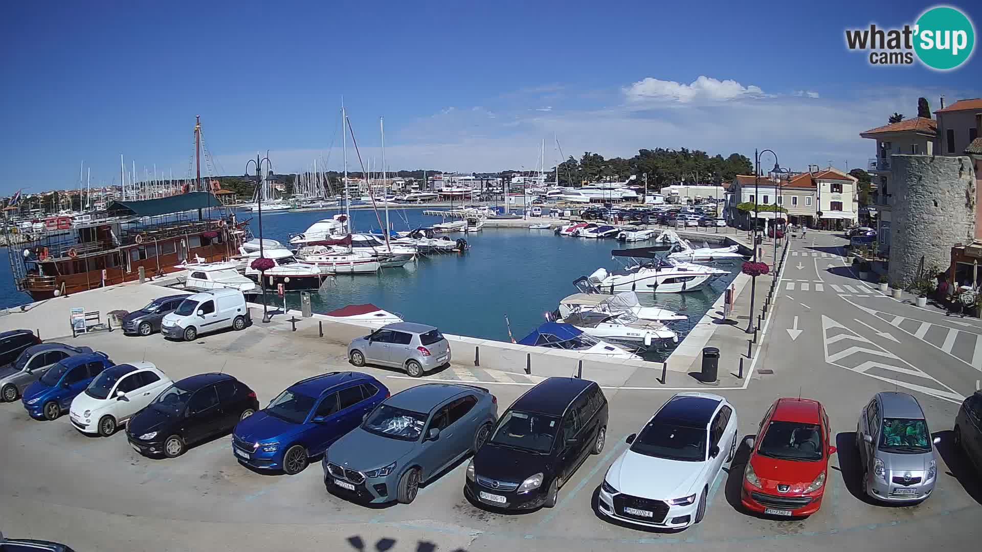 Novigrad | Porporela marina