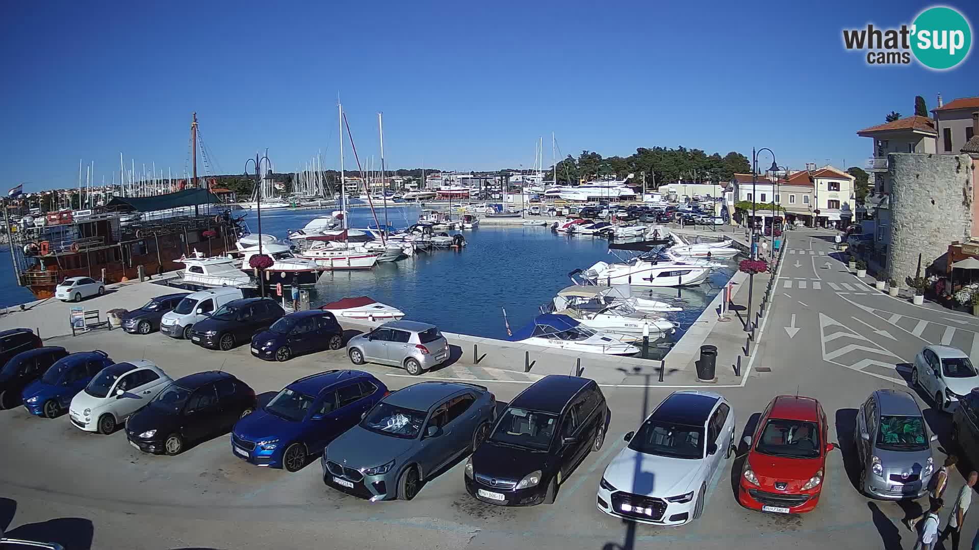 Novigrad | Porporela marina