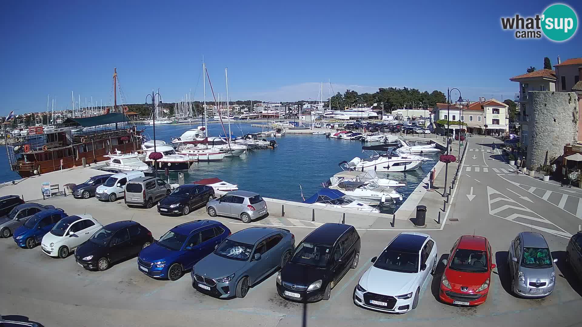 Novigrad | Porporela marina