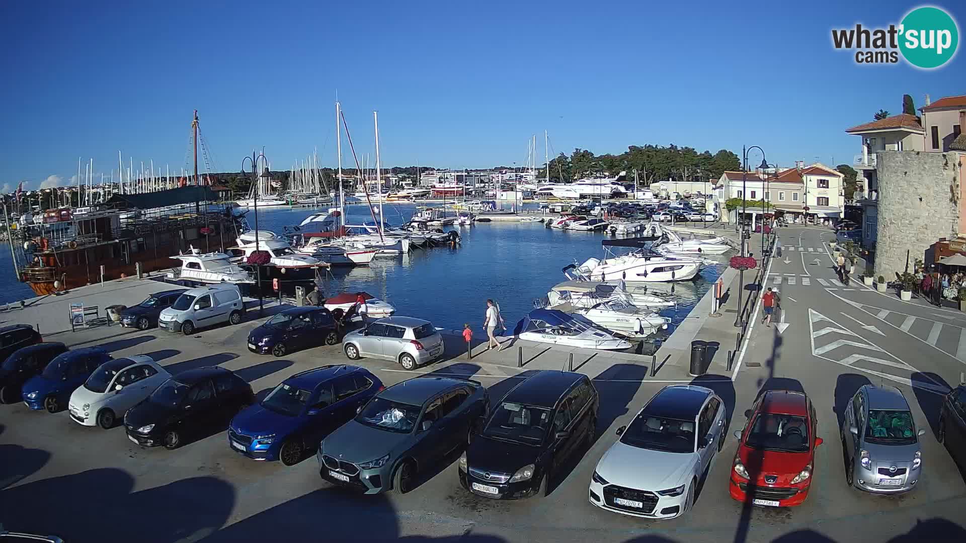 Novigrad | Porporela marina